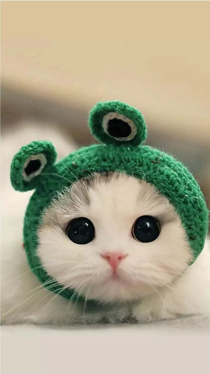 Милый котик в шапке