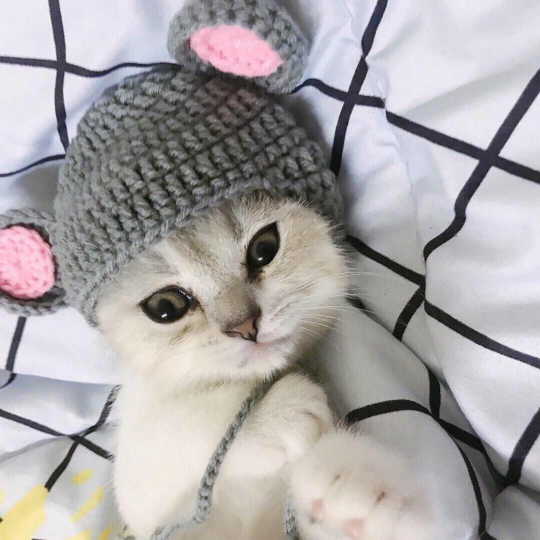 Котенок в шапочке