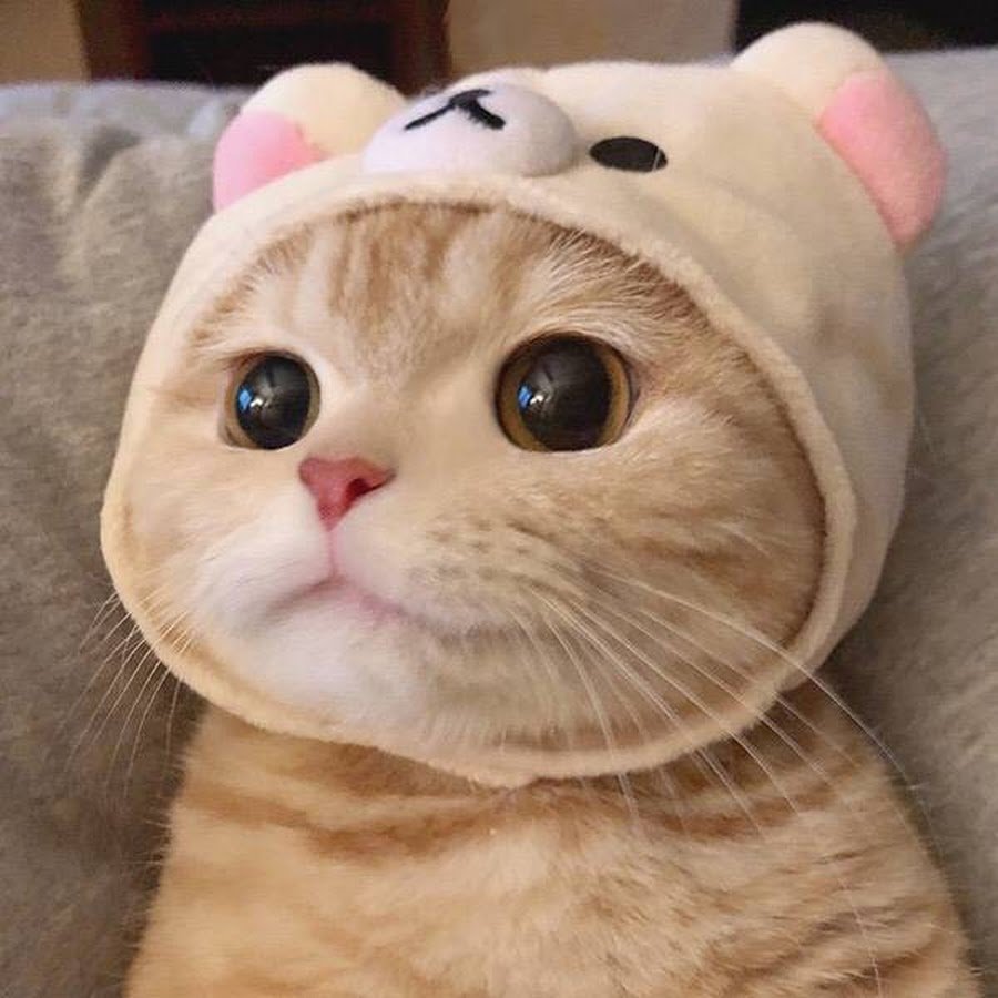 Милый котик в шапочке