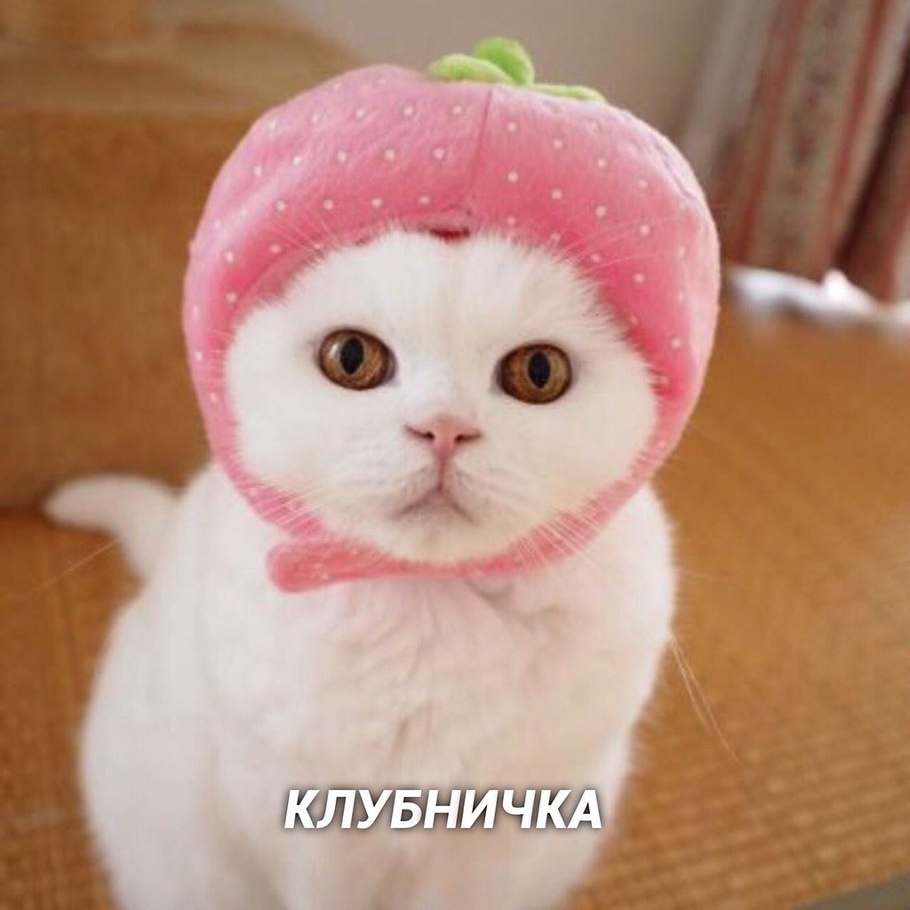 Милый котик в шапке