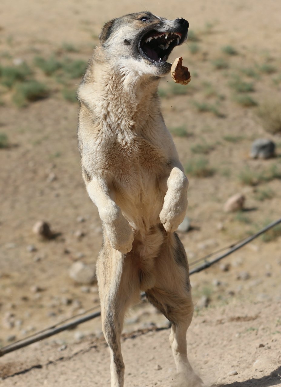 Таджик собаки. Чабанская овчарка. Отарные собаки Таджикистана. Аборигенная таджикская овчарка. Таджикский Чабанская овчарка.
