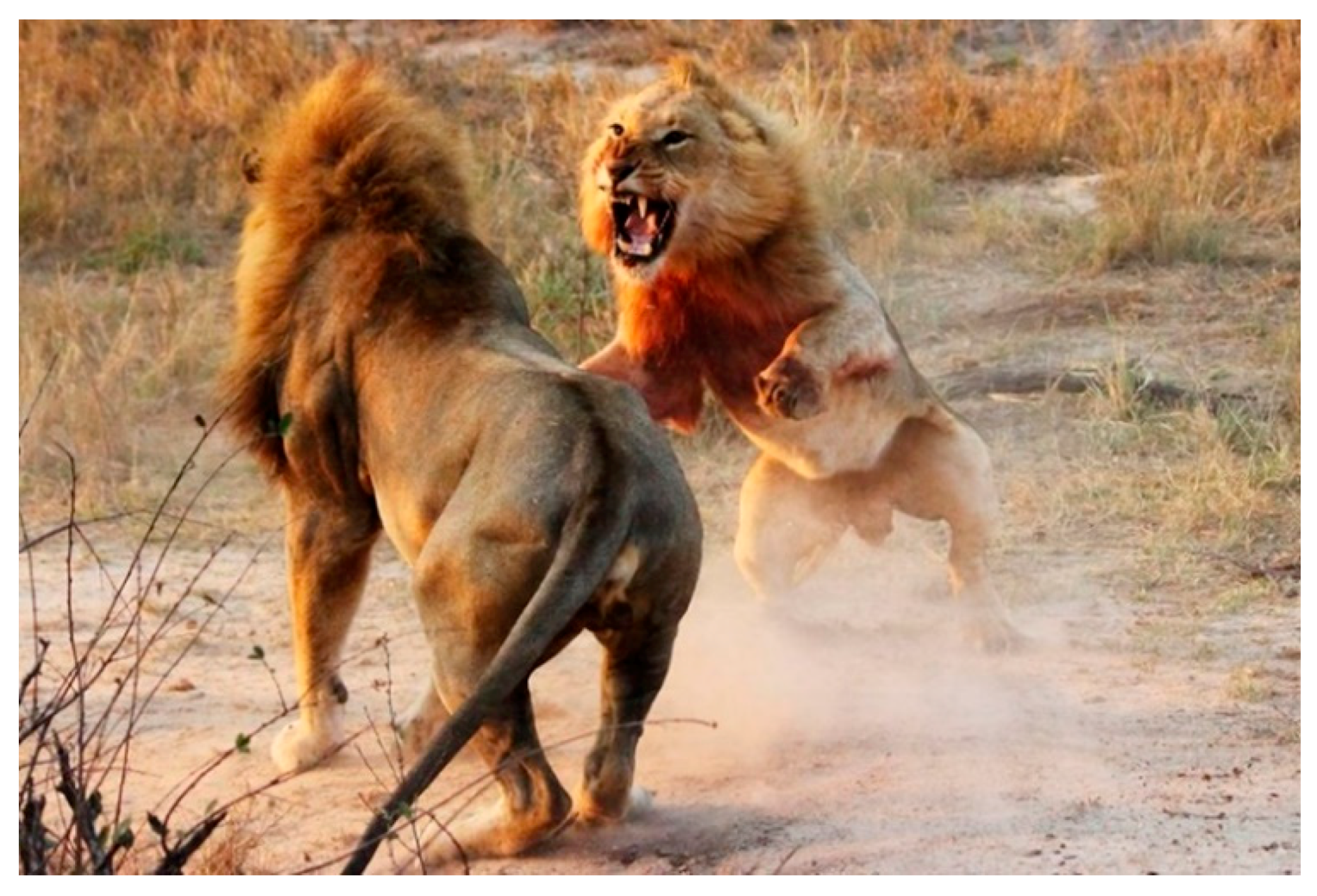 Нападение льва