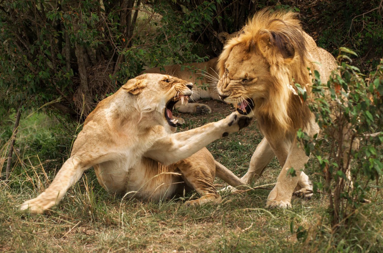 Бои дикий животный. Битва Львов за Прайд. Львиный Прайд против гиен. Лев и львицы Прайд. Животные дерутся.
