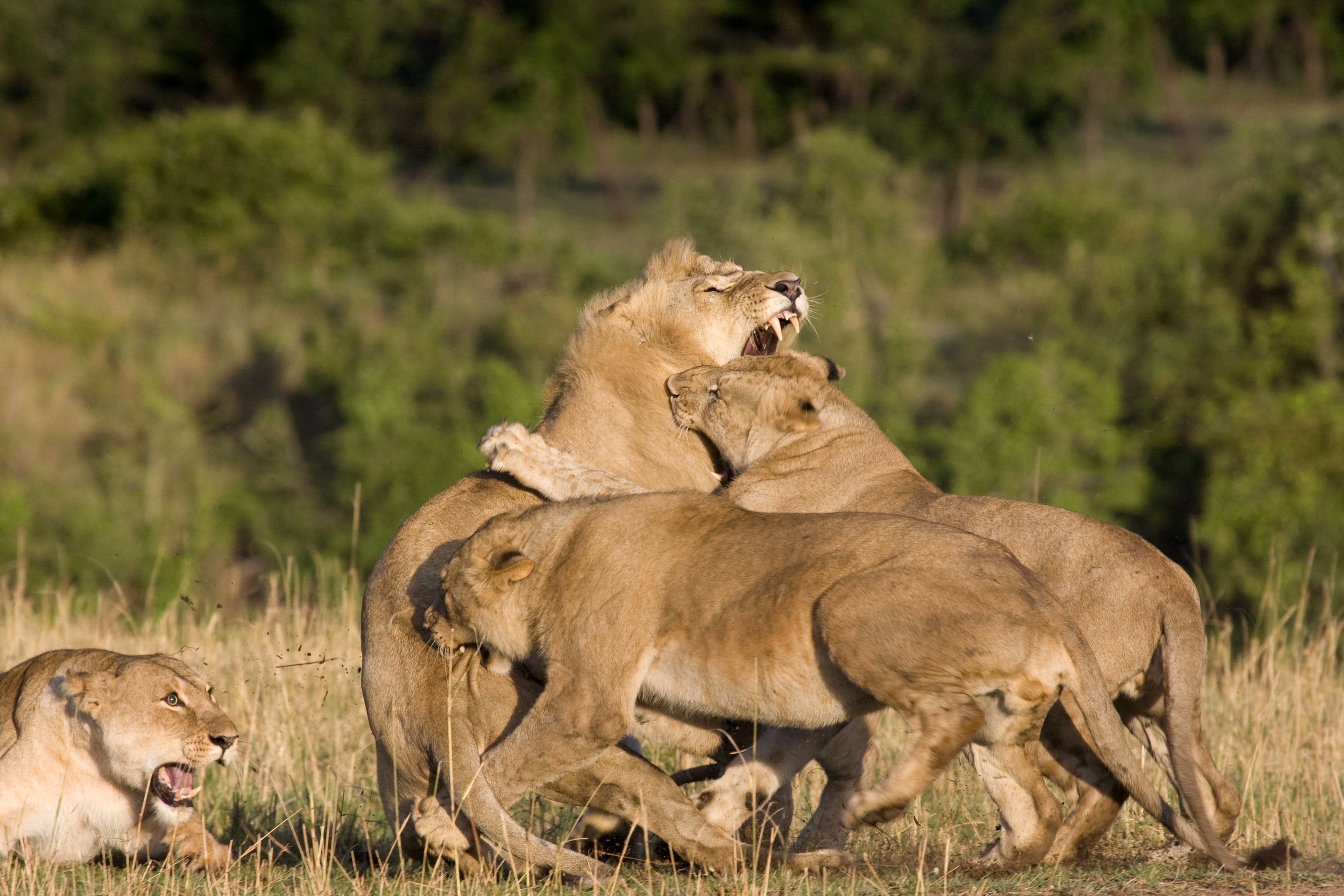 Бои дикий животный. Львиный Прайд в дикой природе. Ботсвана львиный Прайд. Прайд Львов. Лев и львицы Прайд.