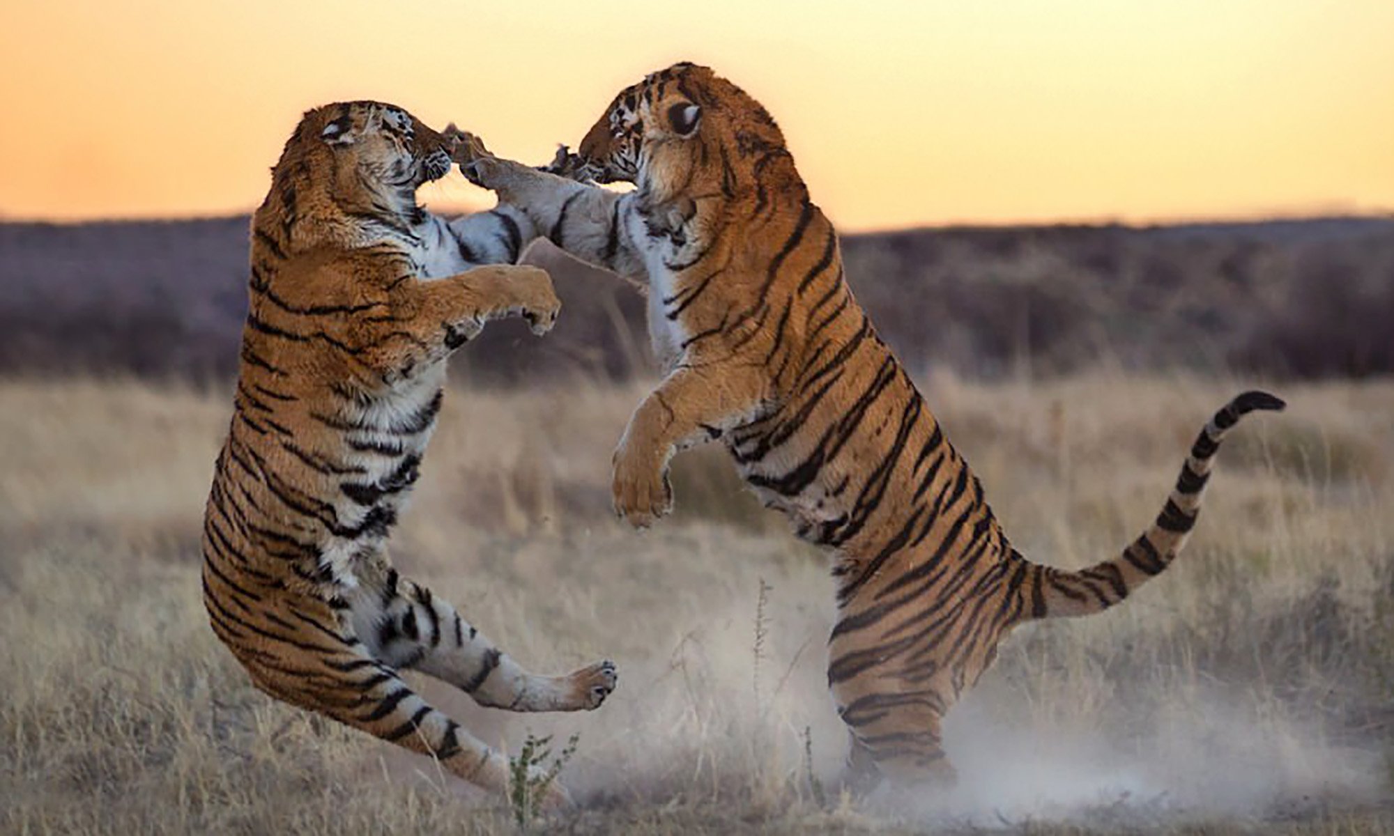 2 животных как 2 человека. Амурские тигры дерутся. Животные дерутся. Тигр драка. Агрессия животных.