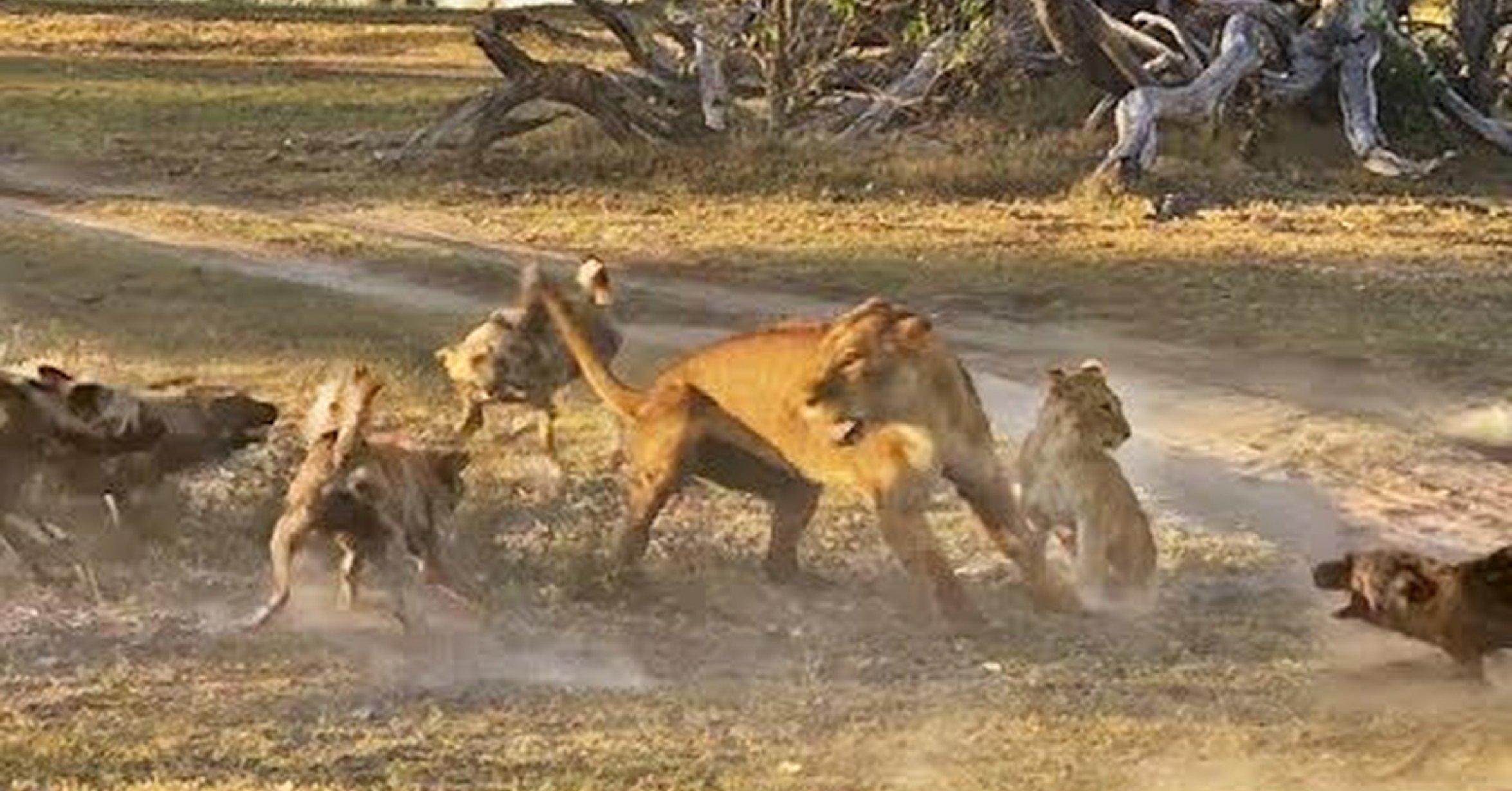 Бои дикий животный. Львы против гиеновидных собак. Гиеновая собака против Льва.