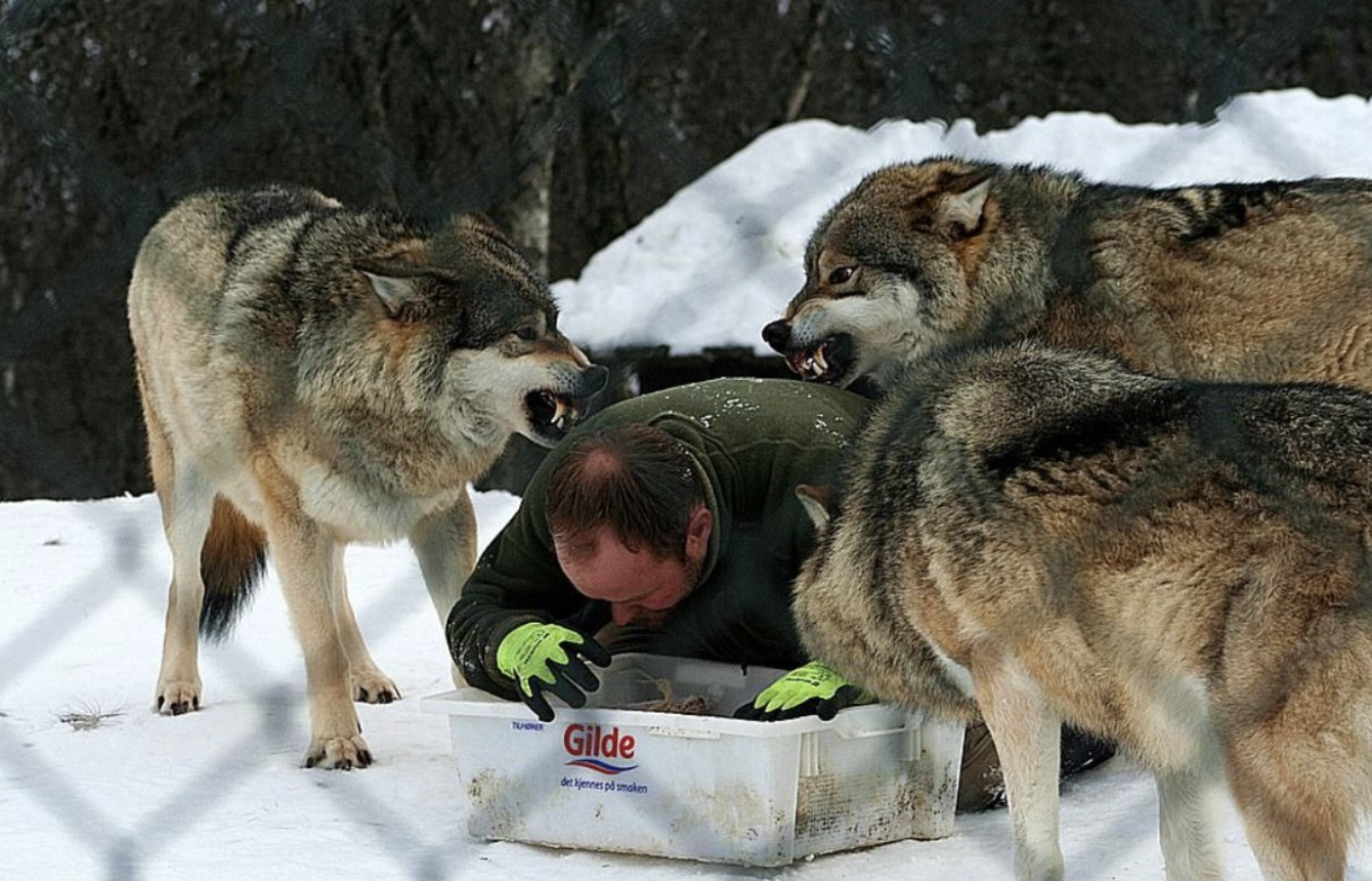 Мальчик воспитанный волками на русском. Прирученный волк. Дикие прирученные животные. Встреча с волком.