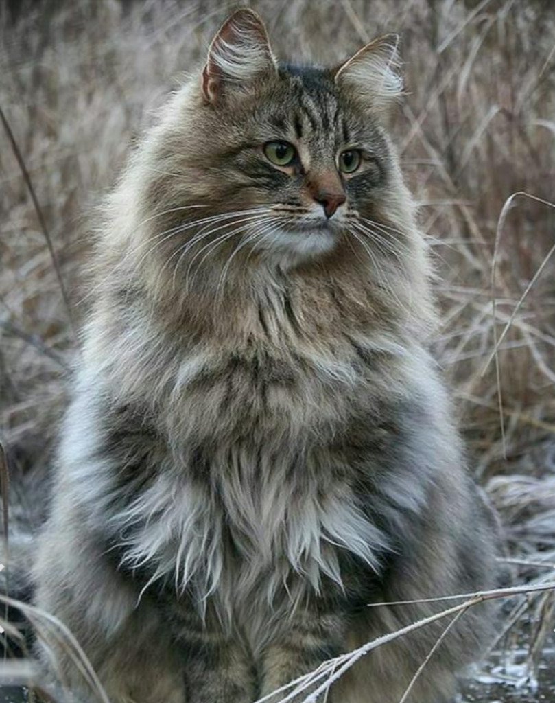 Порода кошек Норвежская Лесная