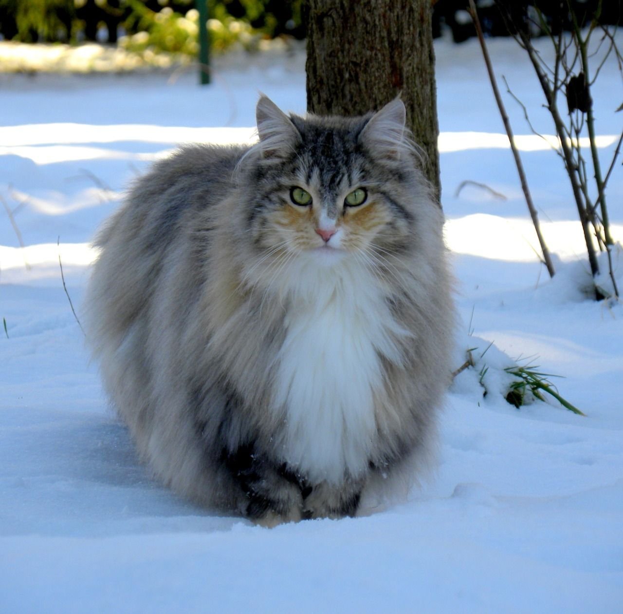 Фото серая норвежская лесная кошка фото