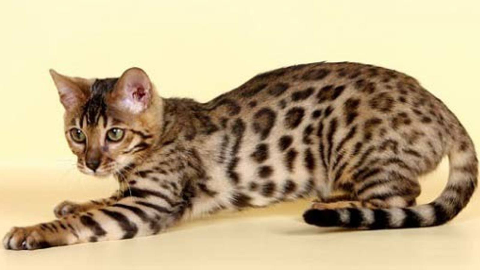 Рассмотрите фотографию пятнистой кошки породы бенгальская. Кошка породы бенгал. Бенгал Сорель. Сибирская Бенгальская кошка. Бенгальская кошка Линкс.