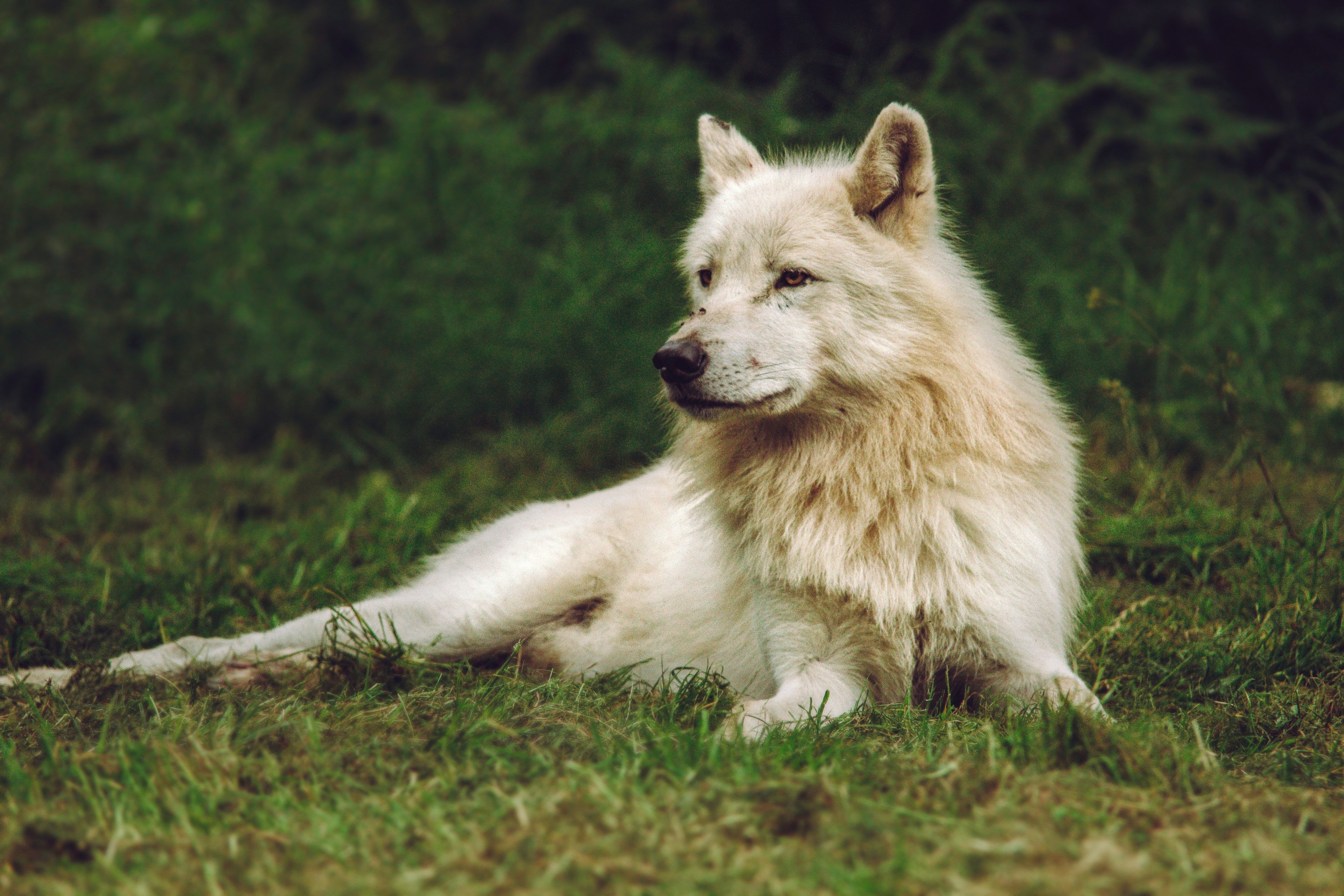 Знаменитый белый волк