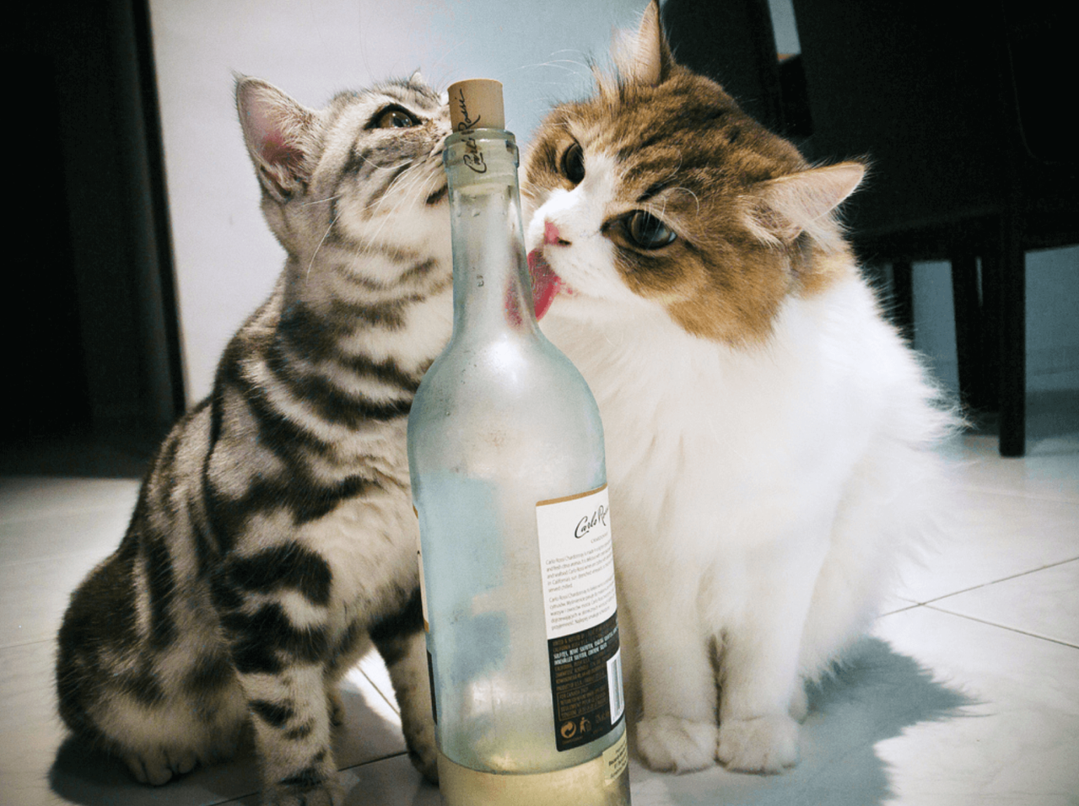 Кошки бухают. Кот с выпивкой. Пьющие коты.