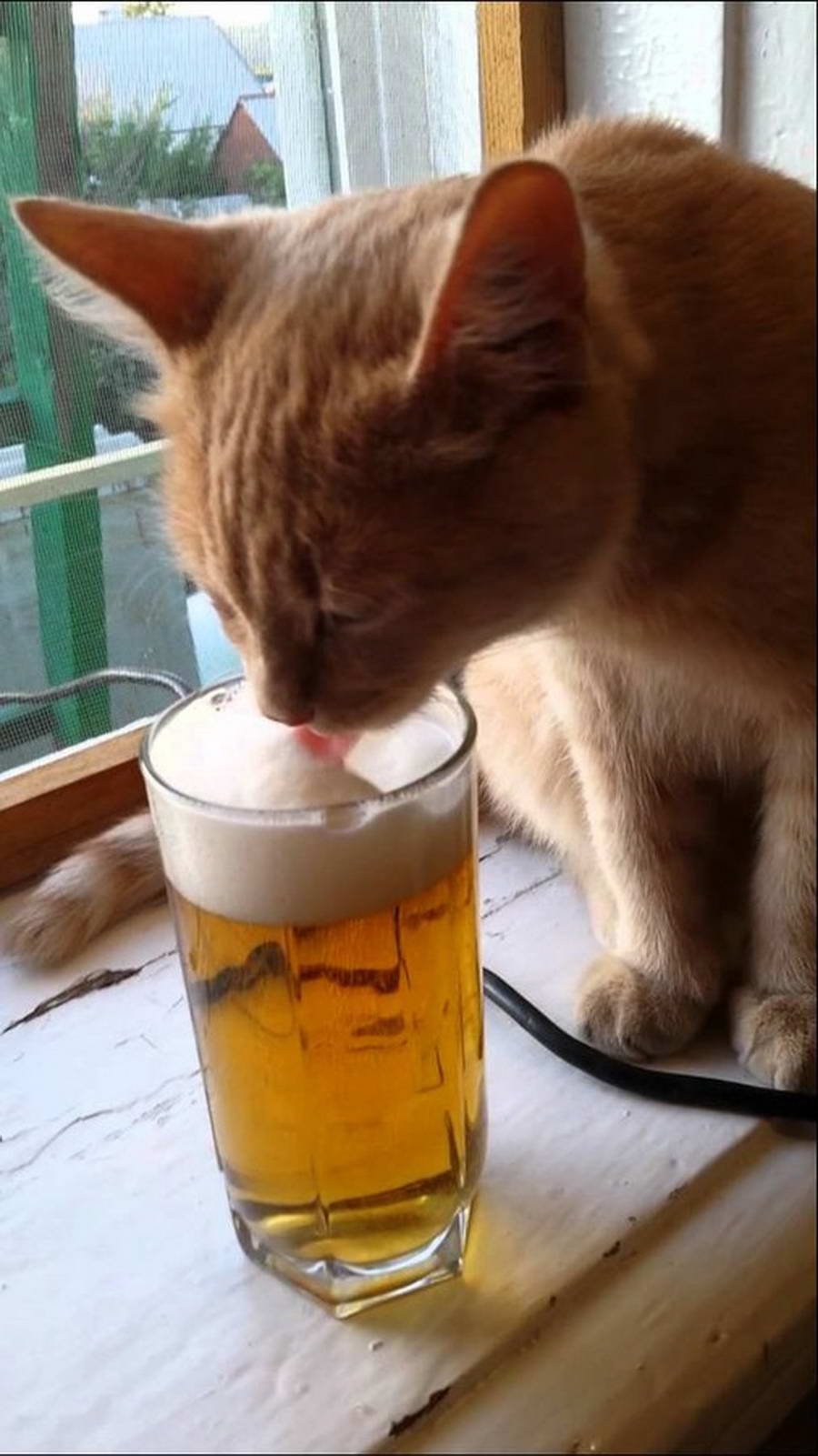 Котик пьет пиво