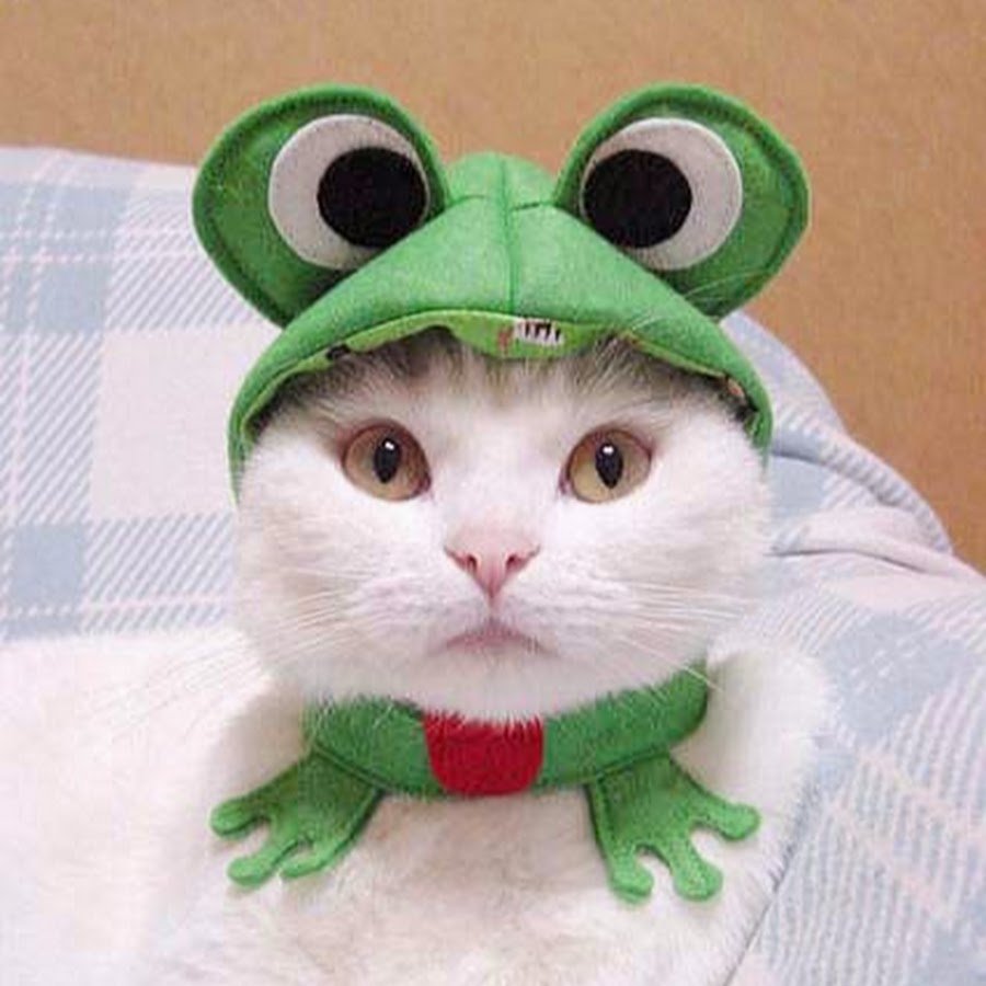 Котёнок в костюме лягущки