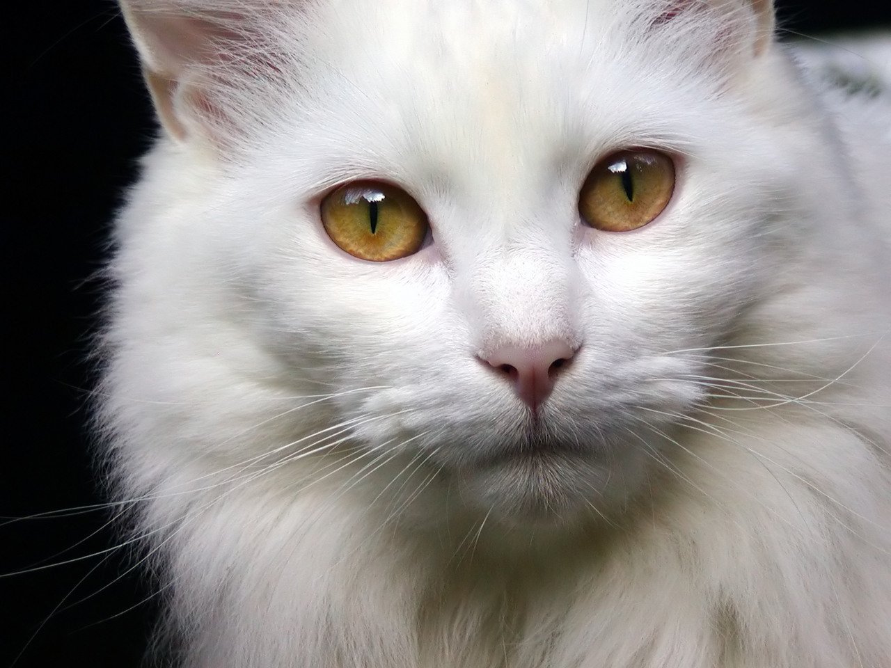 Старая белая кошка. Ангорская кошка альбинос. Порода кошек альбинос. Сибирский альбинос кот. Сибирская кошка альбинос.