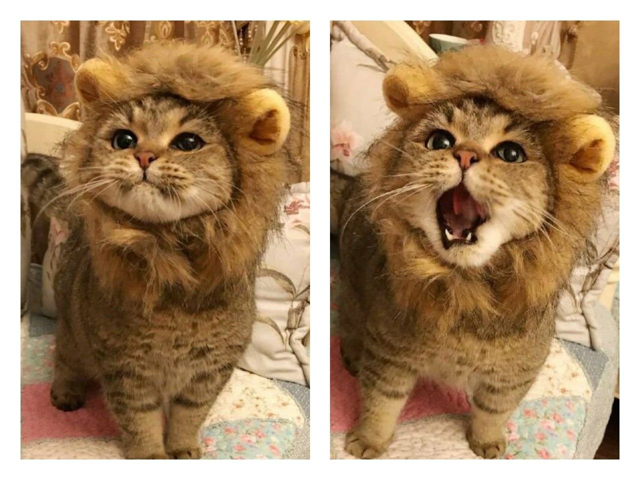 Кот лев фото