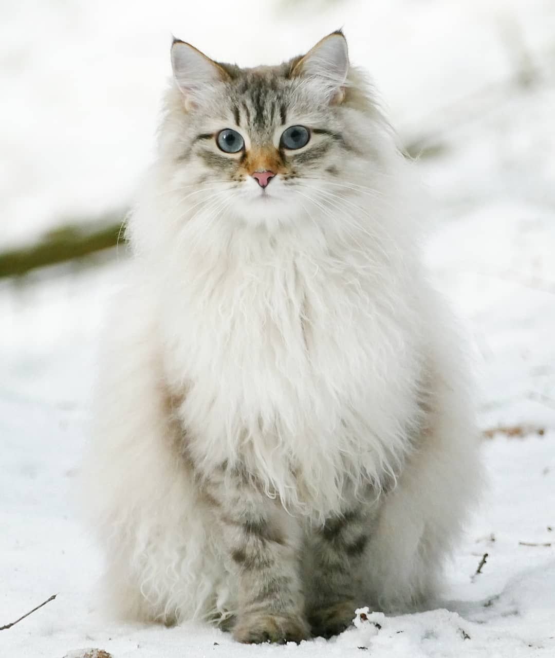 Норвежская маскарадная Лесная кошка
