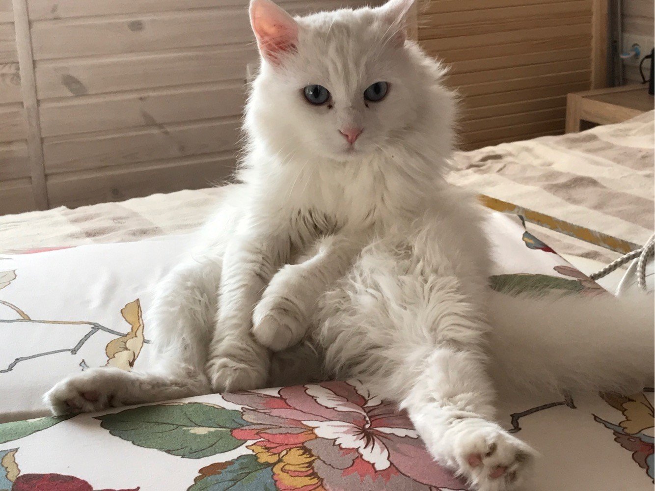 Старая белая кошка. Сибирский кот белый. Сибирская кошка белая. Невская маскарадная кошка альбинос. Сибирская ангора кошка белый кот.
