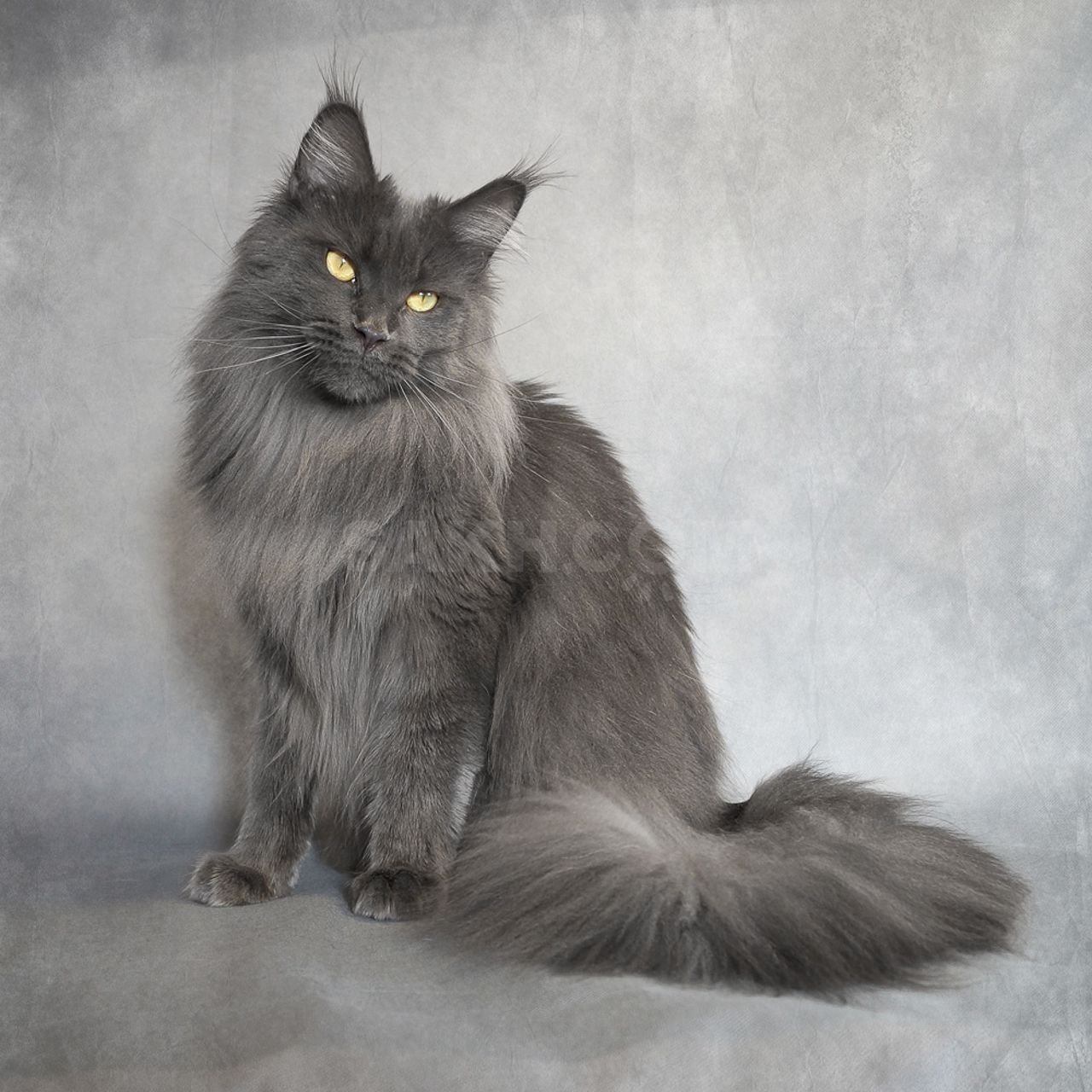 Дымчатый сибирский кот - 62 фото