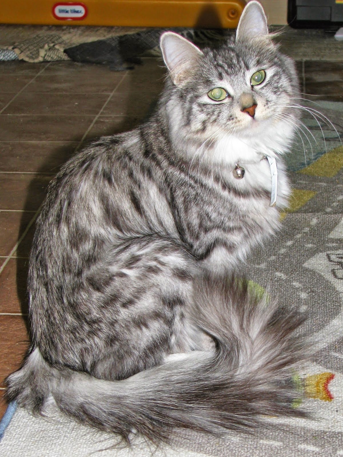 Мраморный тэбби Сибирский кот
