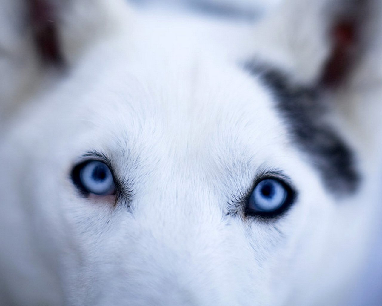 Глаза голубой собаки читать. Глаза голубой собаки. Белая собака с голубыми глазами порода. Морда собаки с голубыми глазами.