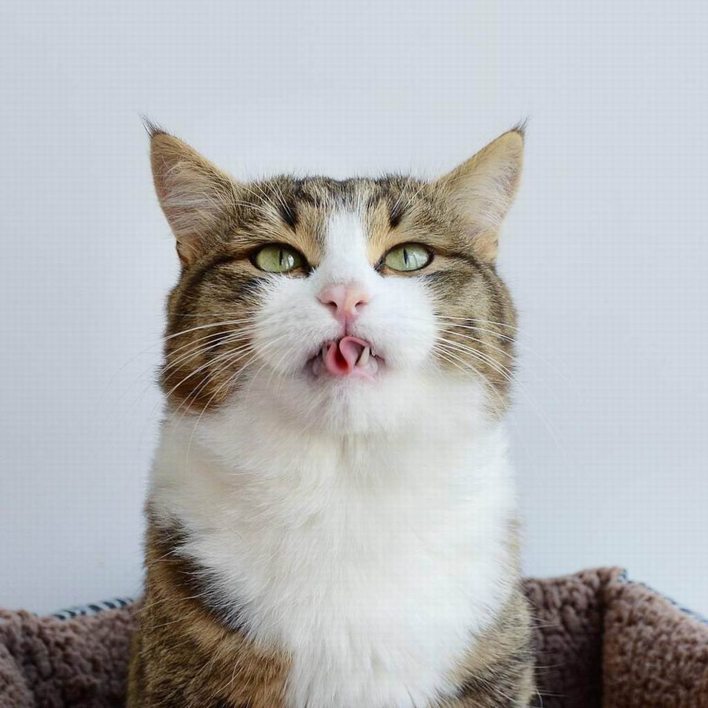 Смешной кот с высунутым языком