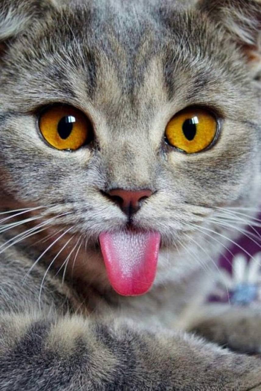 коты с высунутым языком фото