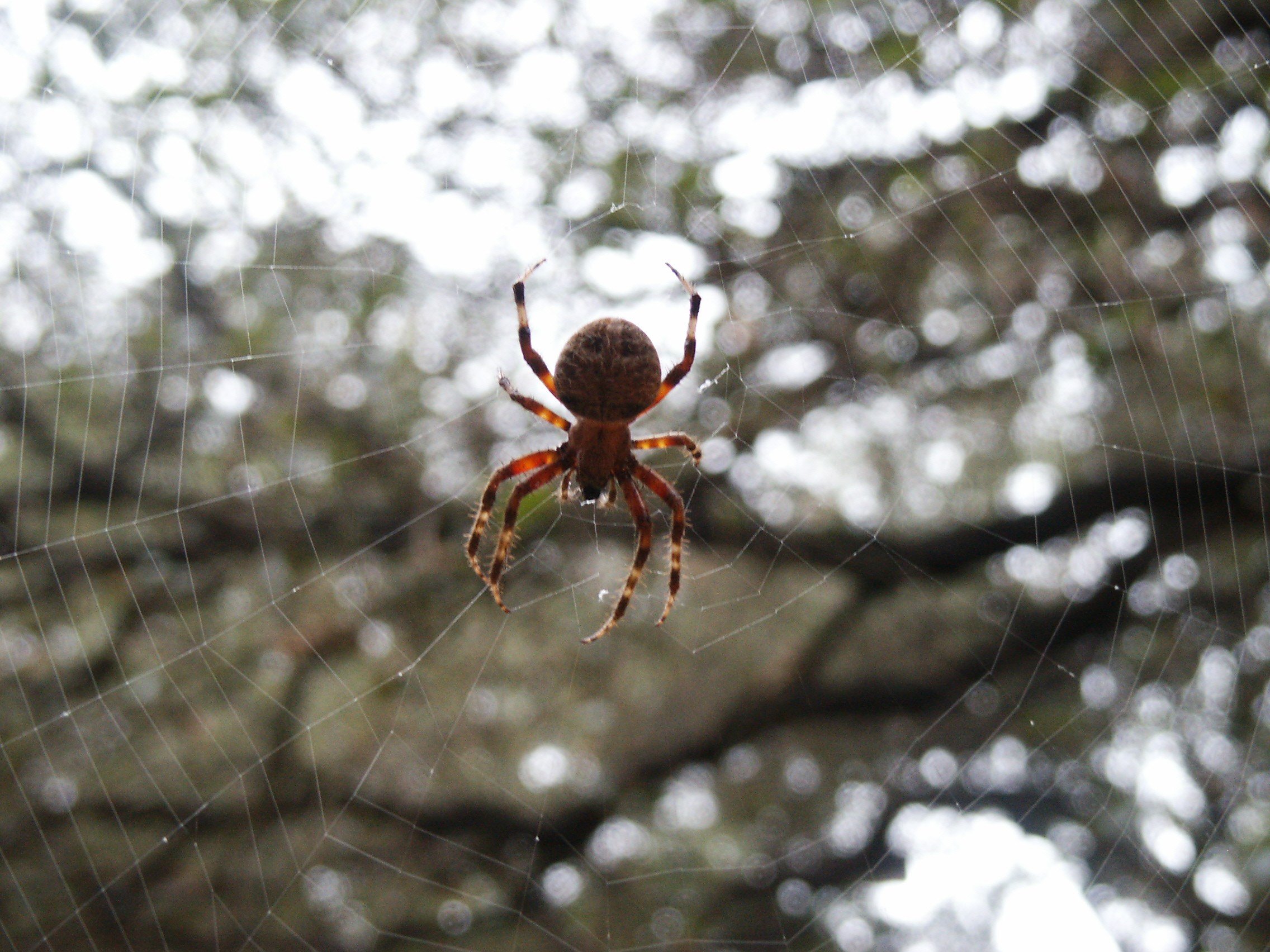 Spider island. Австралийский паук Егерь. Паук из паутины Шарлотты.