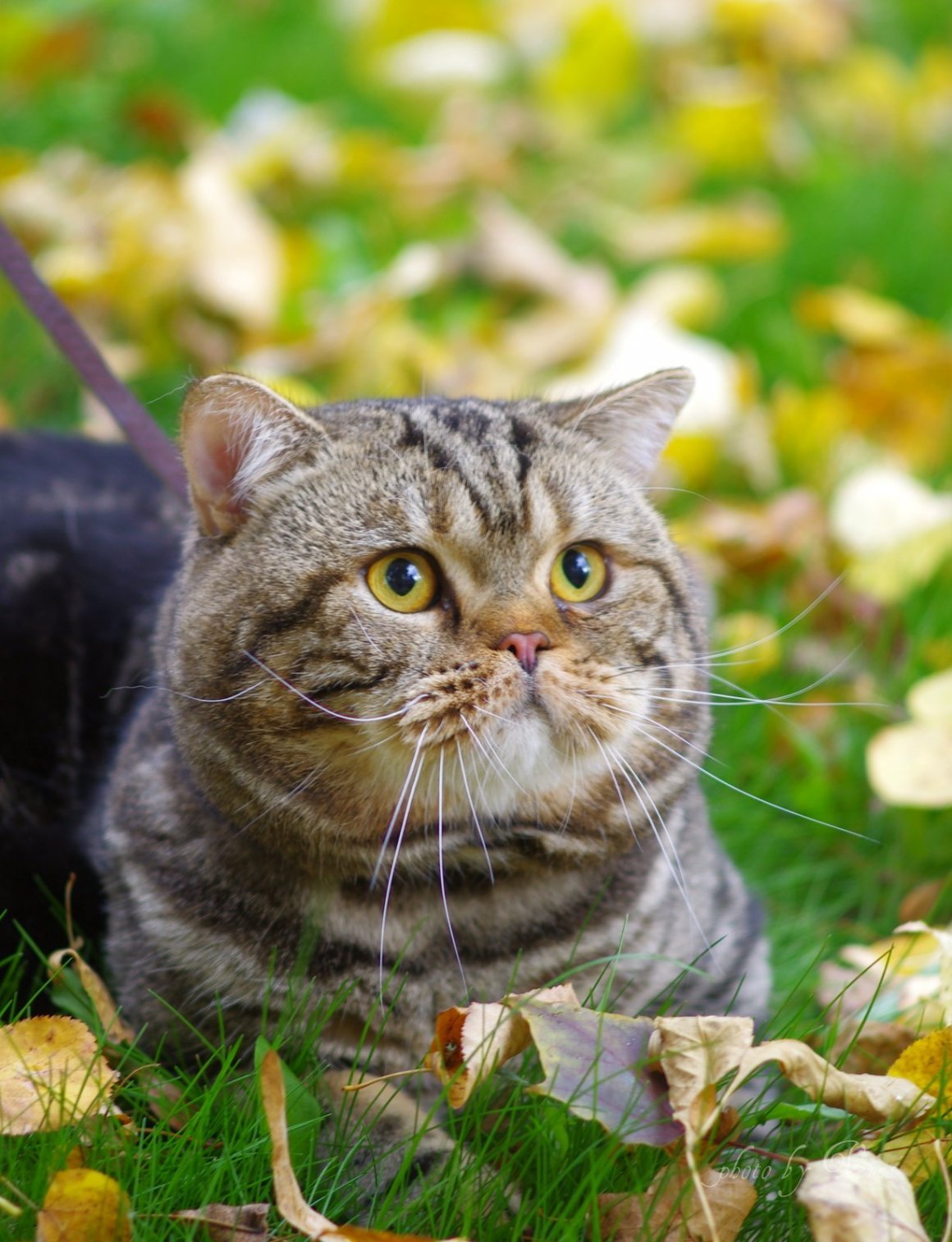 Британский прямоухий кот полосатый
