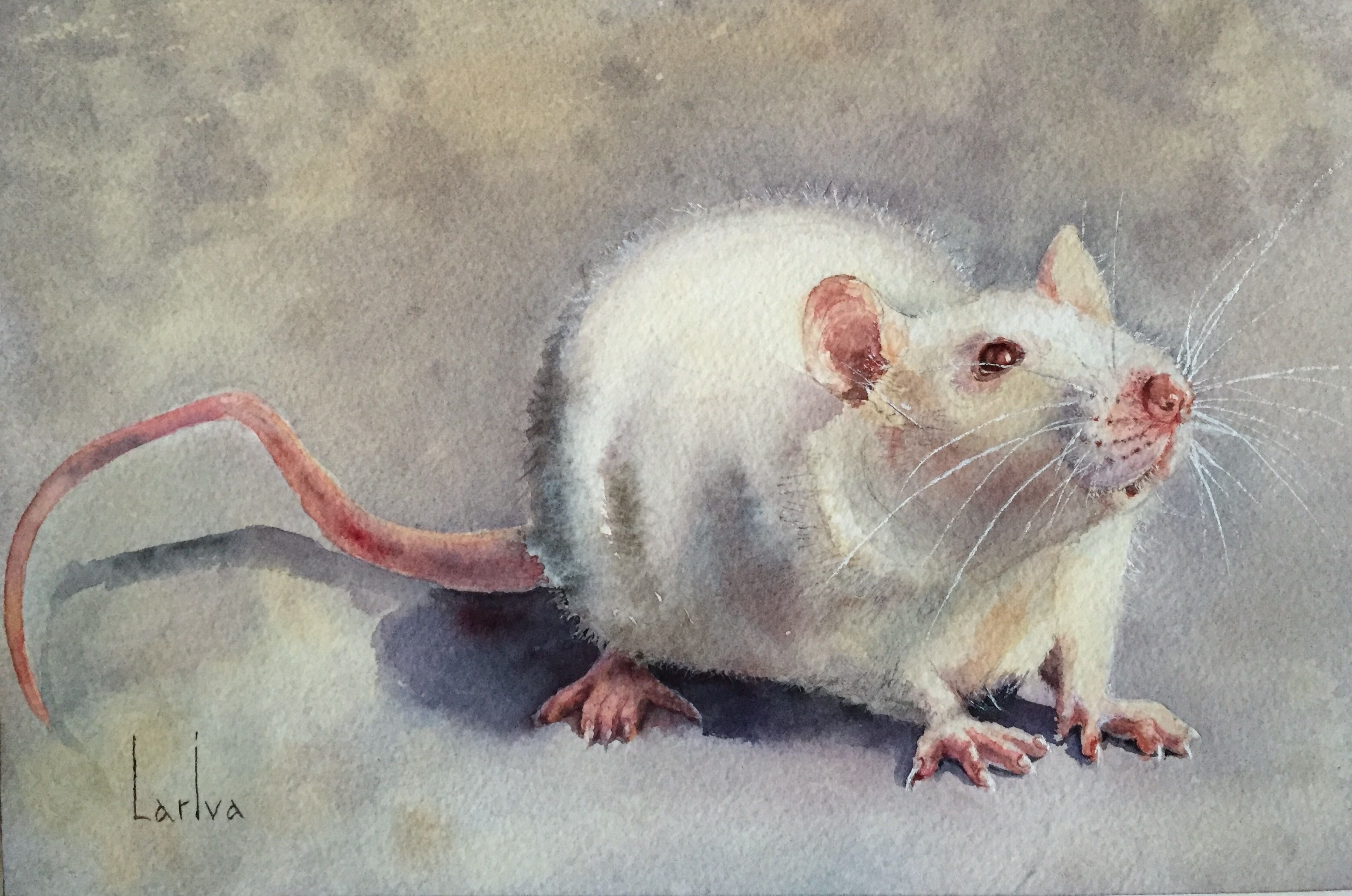 Миллер мыши. Крыса акварелью. Крысы в живописи. Крыса картина. Мышь акварелью.