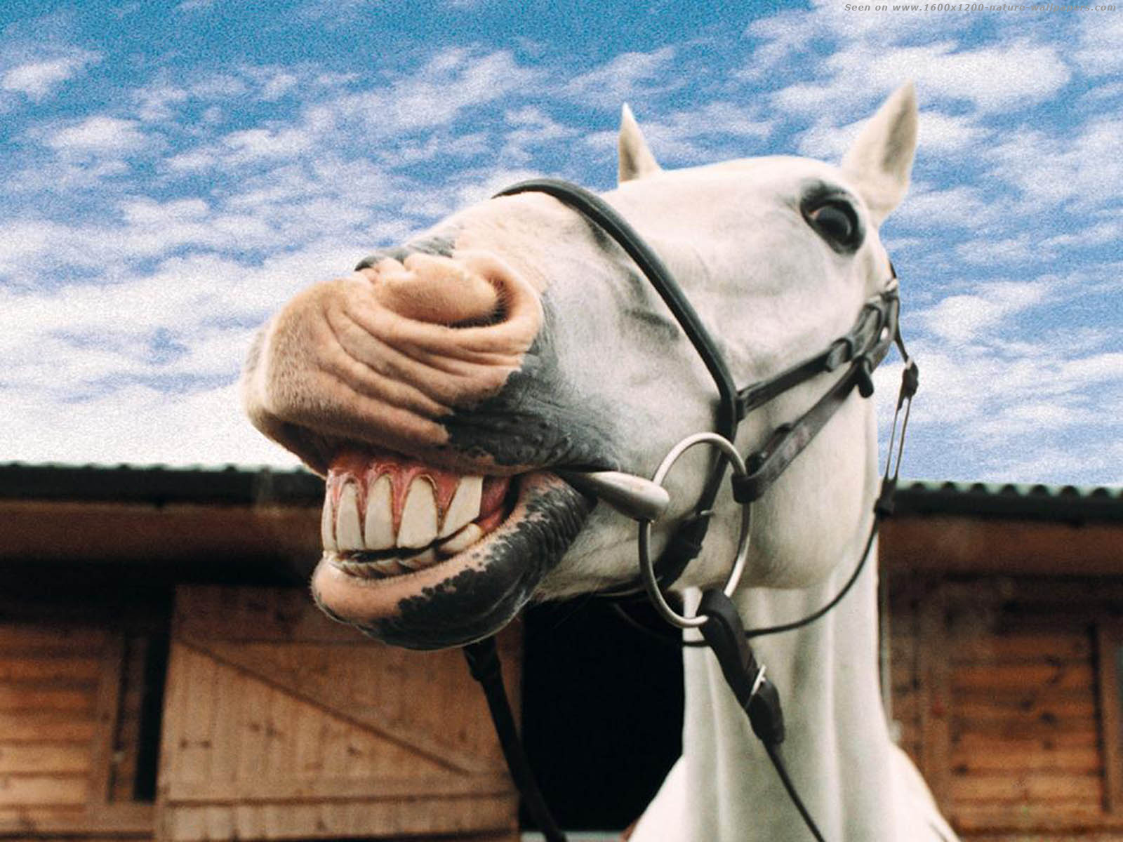 Лошадиные зубы. Конь ржет. Лошадь улыбается. Белая лошадь ржет.