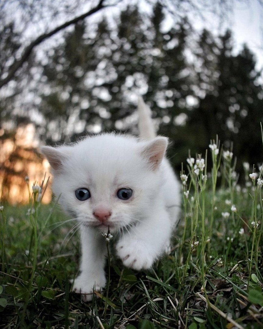 Белый пушистый котик