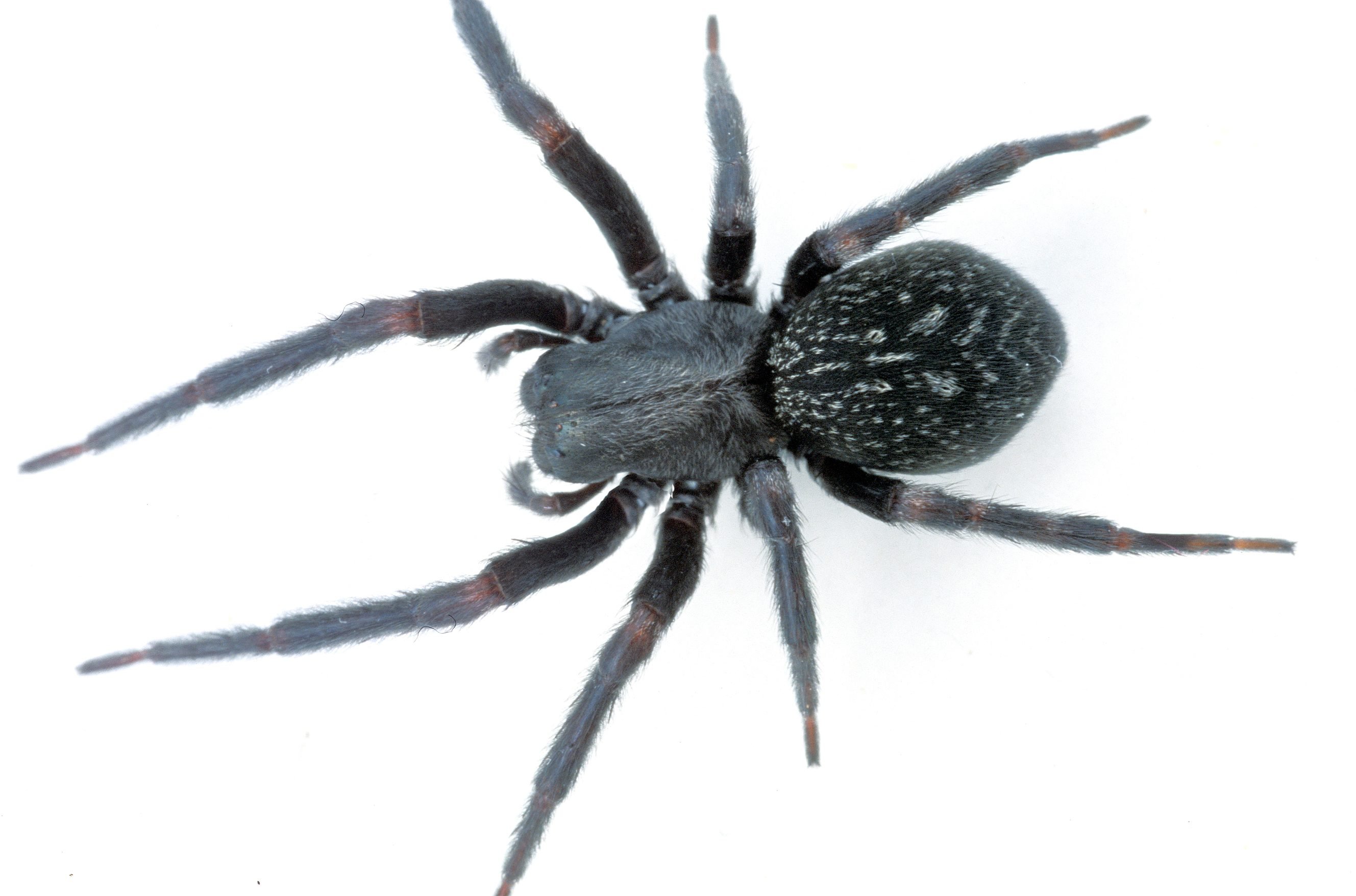 Черные пауки в Татарстане