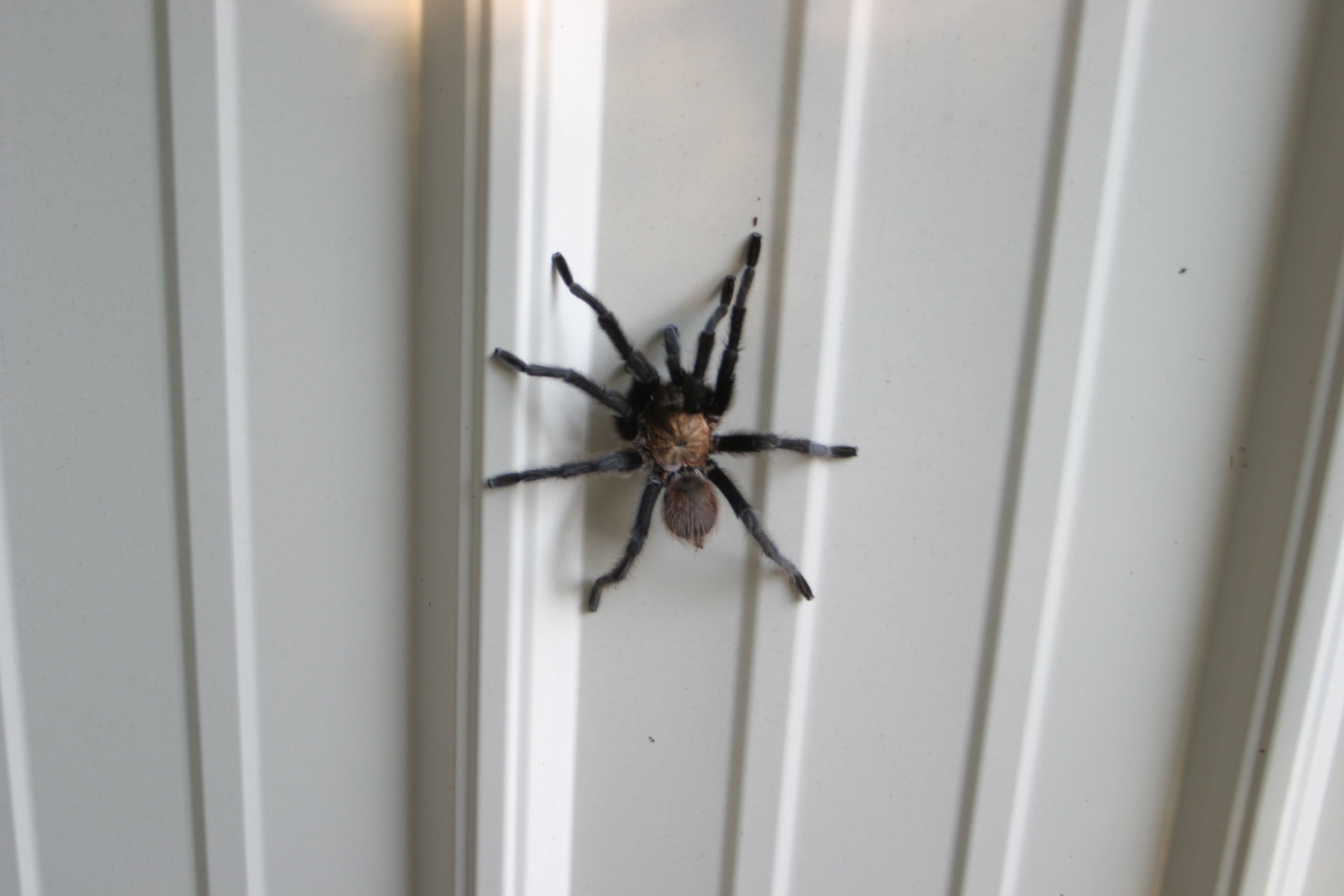 Увидеть паука ночью. Квартирные пауки. Паук дома. Домашние пауки квартирные. Пауки в доме.