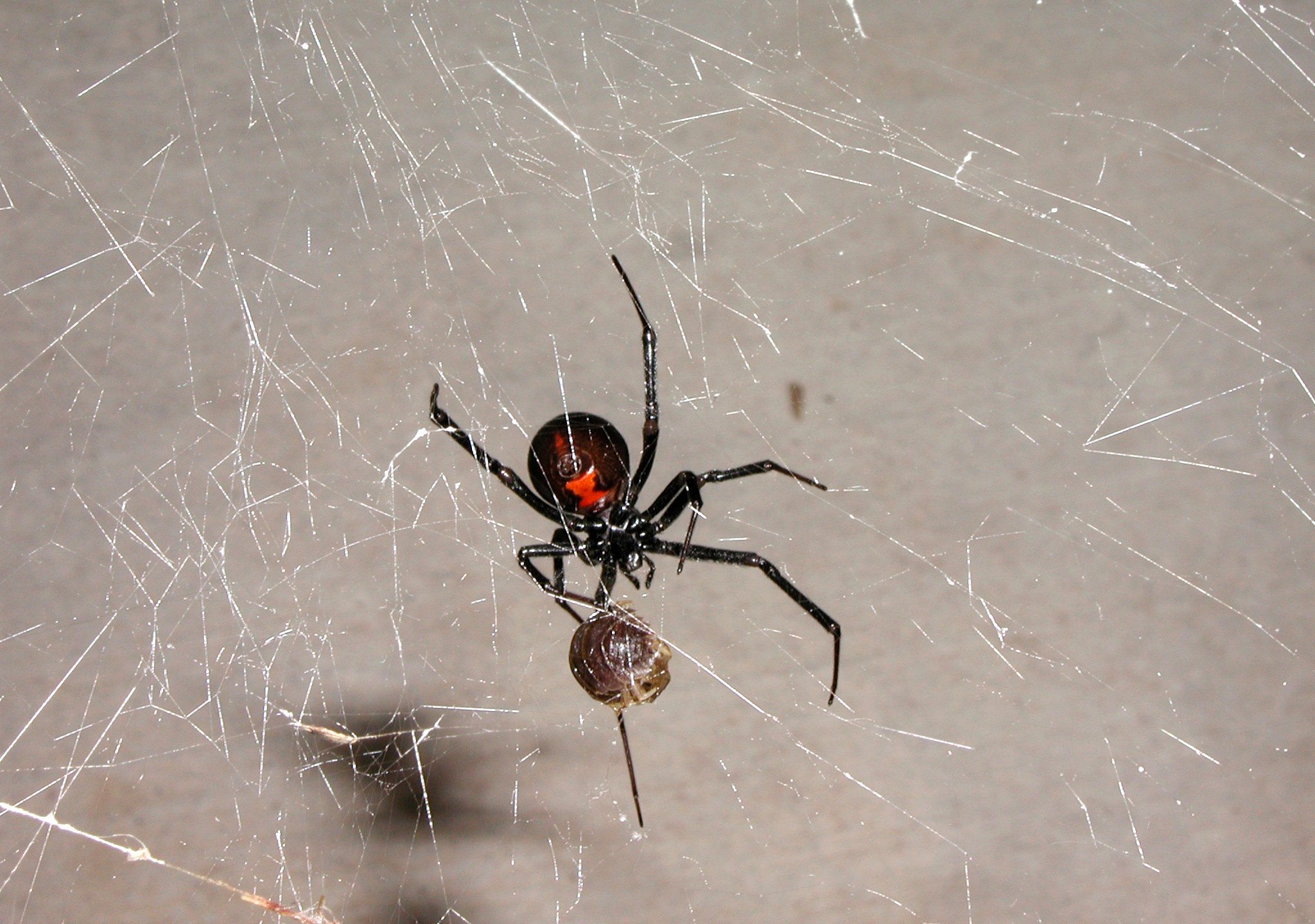 Чёрная вдова паук размер