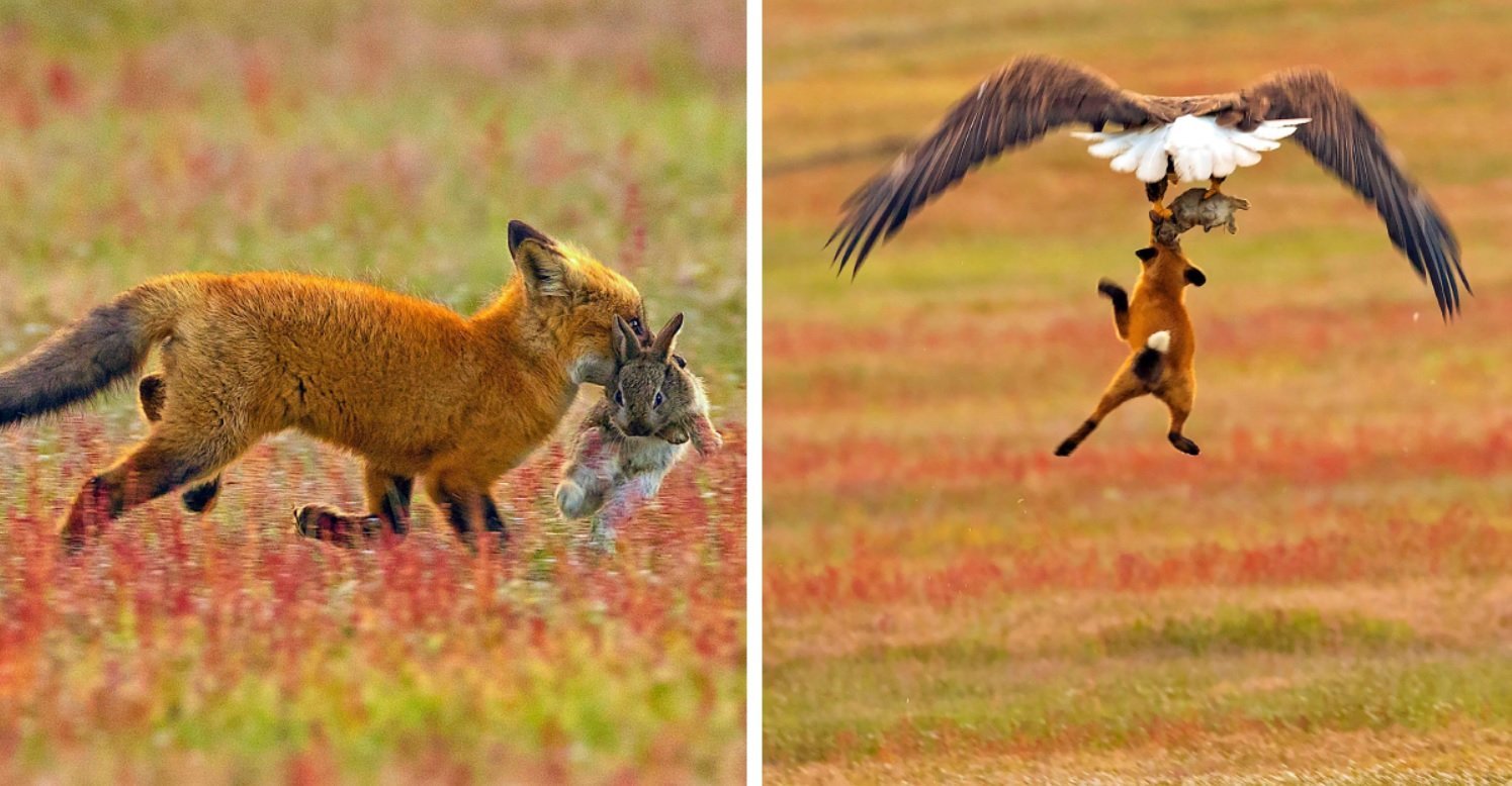Какие отношения складываются между лисой и зайцем. Лиса с добычей. Конкуренция животных. Конкуренция за пищу. Конкуренция в природе.