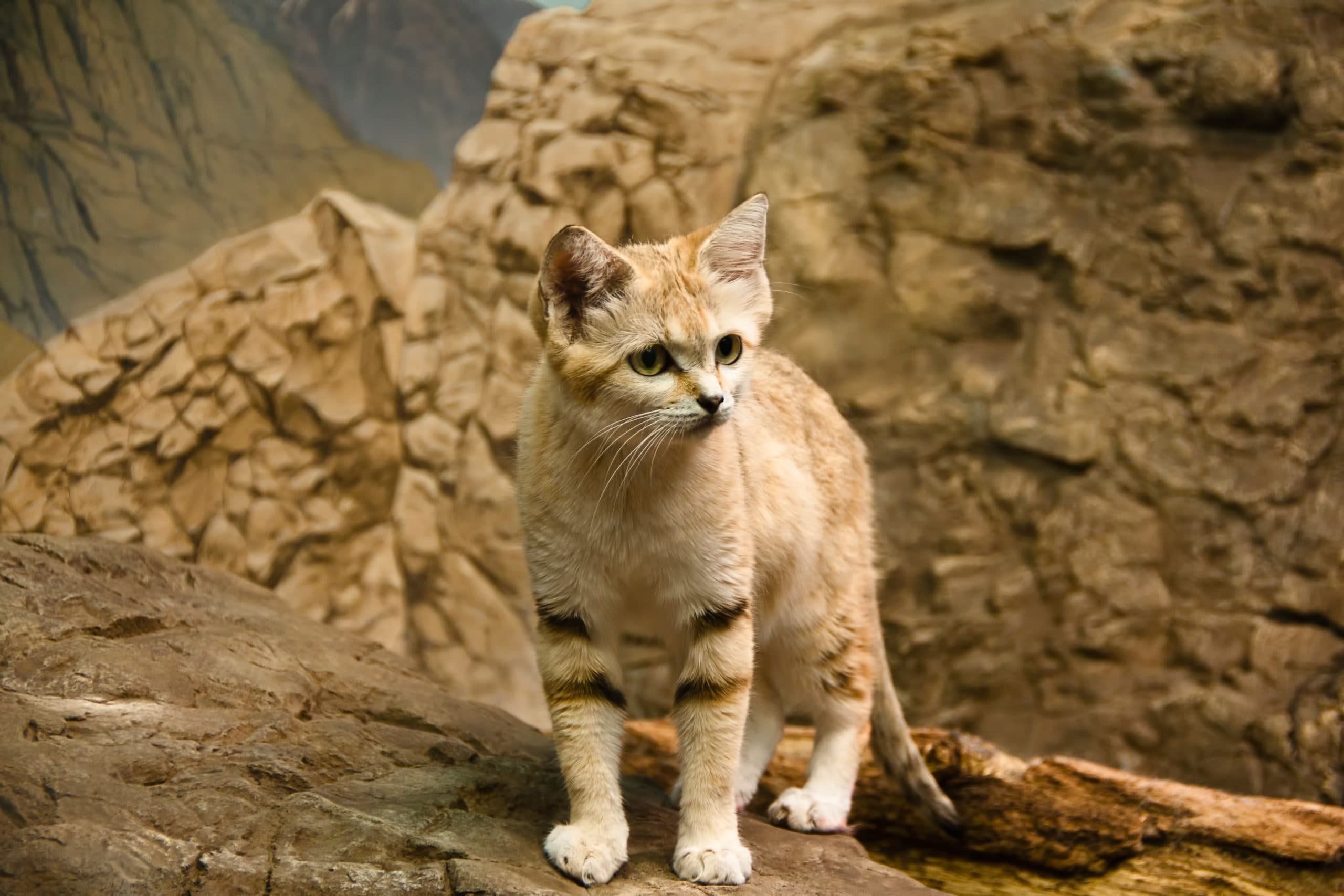 Кошка пустыни. Барханный кот котята. Барханный кот лапы. Пустынный барханный кот. Барханный кот фото.