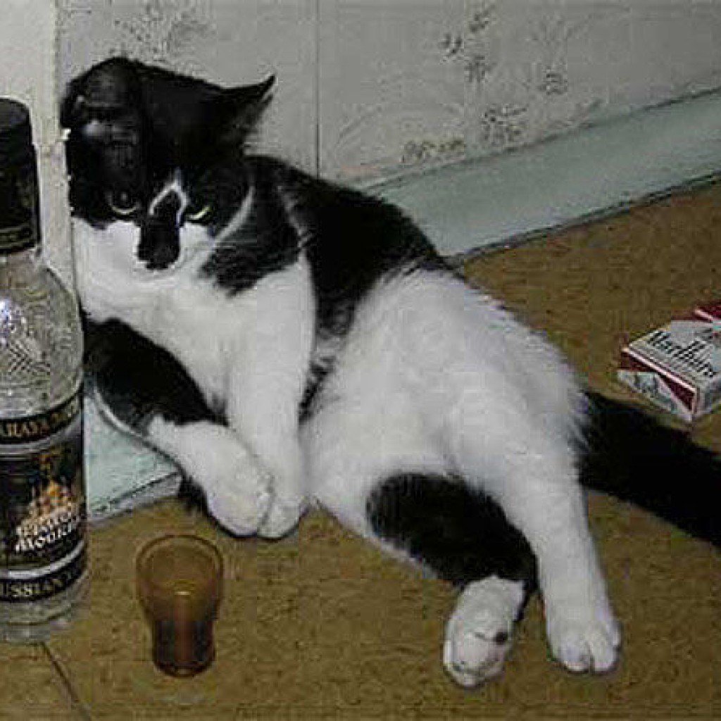 Кот алкоголик