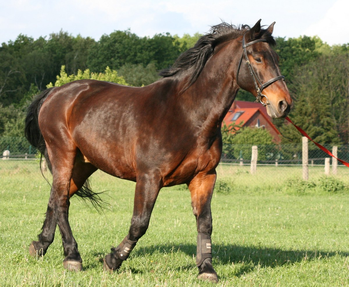 Латвийская теплокровная порода лошадей