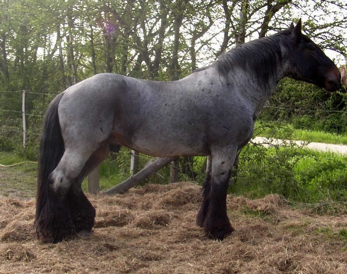Голландская упряжная Ломовая лошадь
