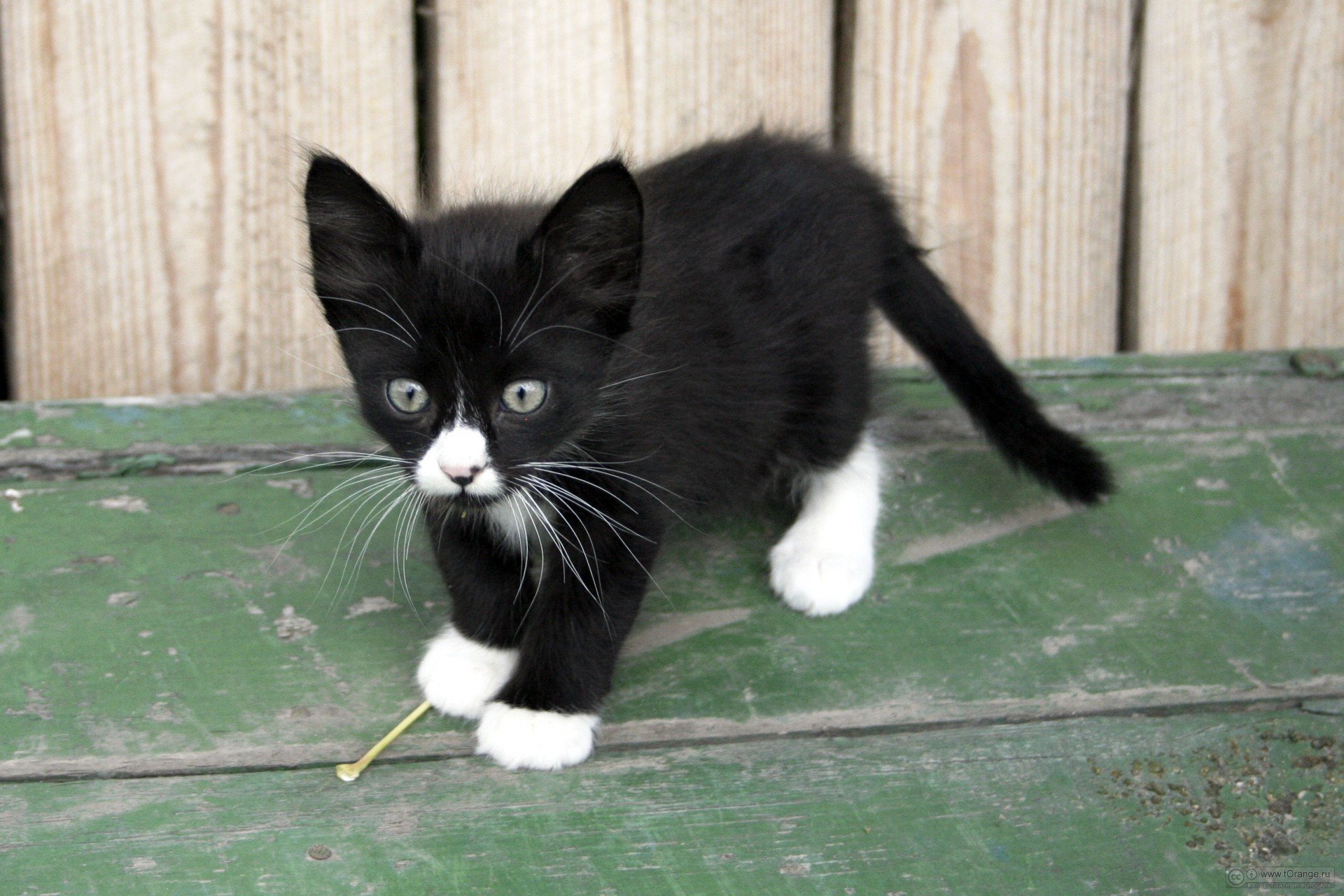 Котята с белыми лапками. Сибирская биколор короткошерстная. Черный котенок с белыми лапками. Черно белый кот. Счерняе коты с белыми лапками.