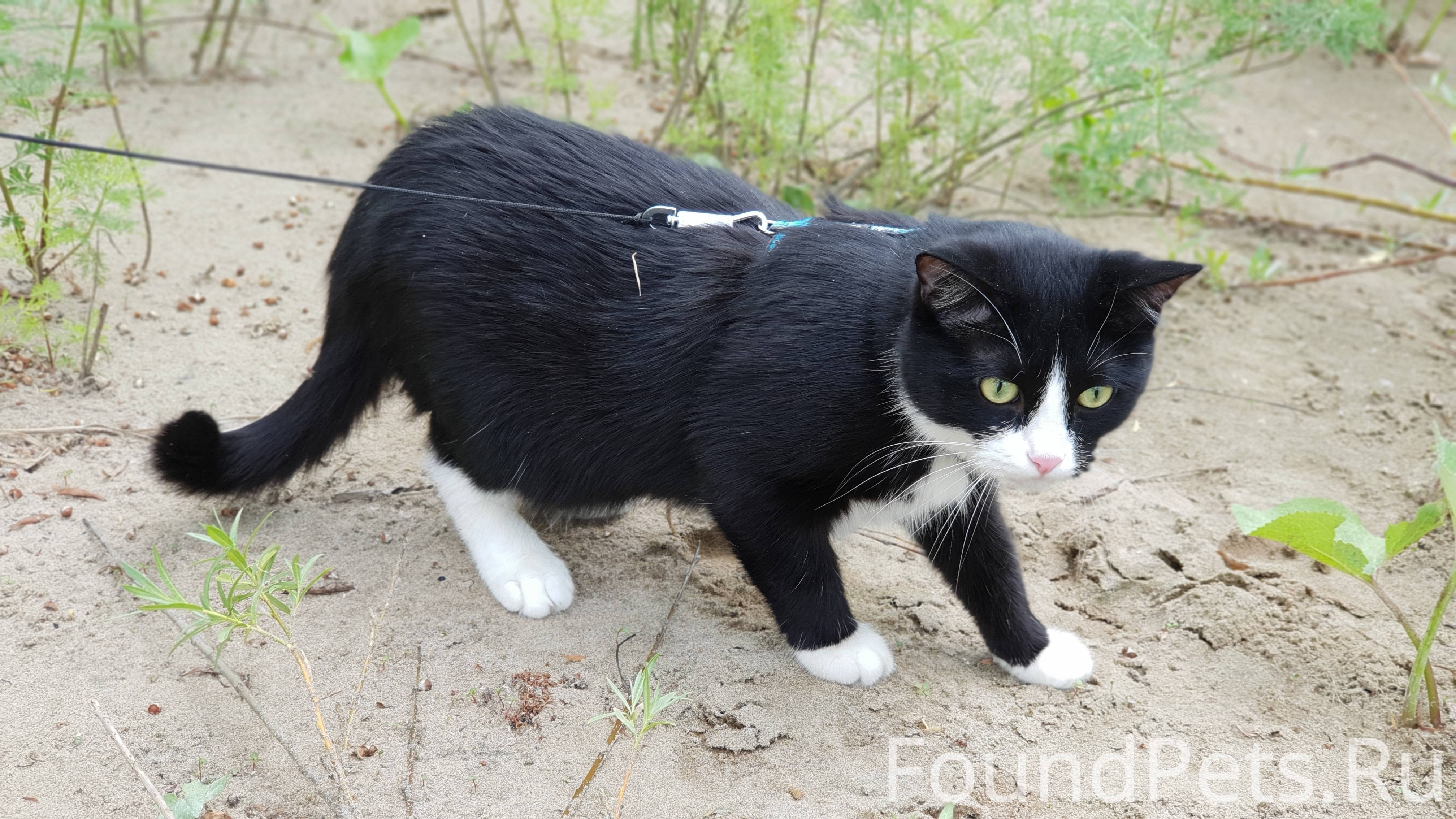 Котята с белыми лапками. Чёрный кот с белой грудкой. Черные коты с белыми лапками порода. Чёрная кошка с белой грудкой и лапками. Черный котик с белой грудкой.