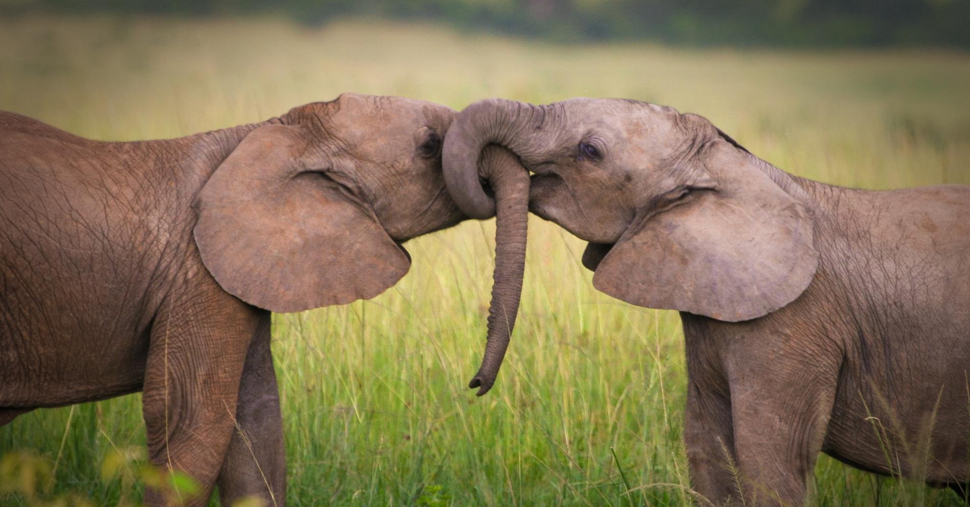 Animal coupling. Пара слоников. Слоники любовь. Пара слонов. Весенний слон.