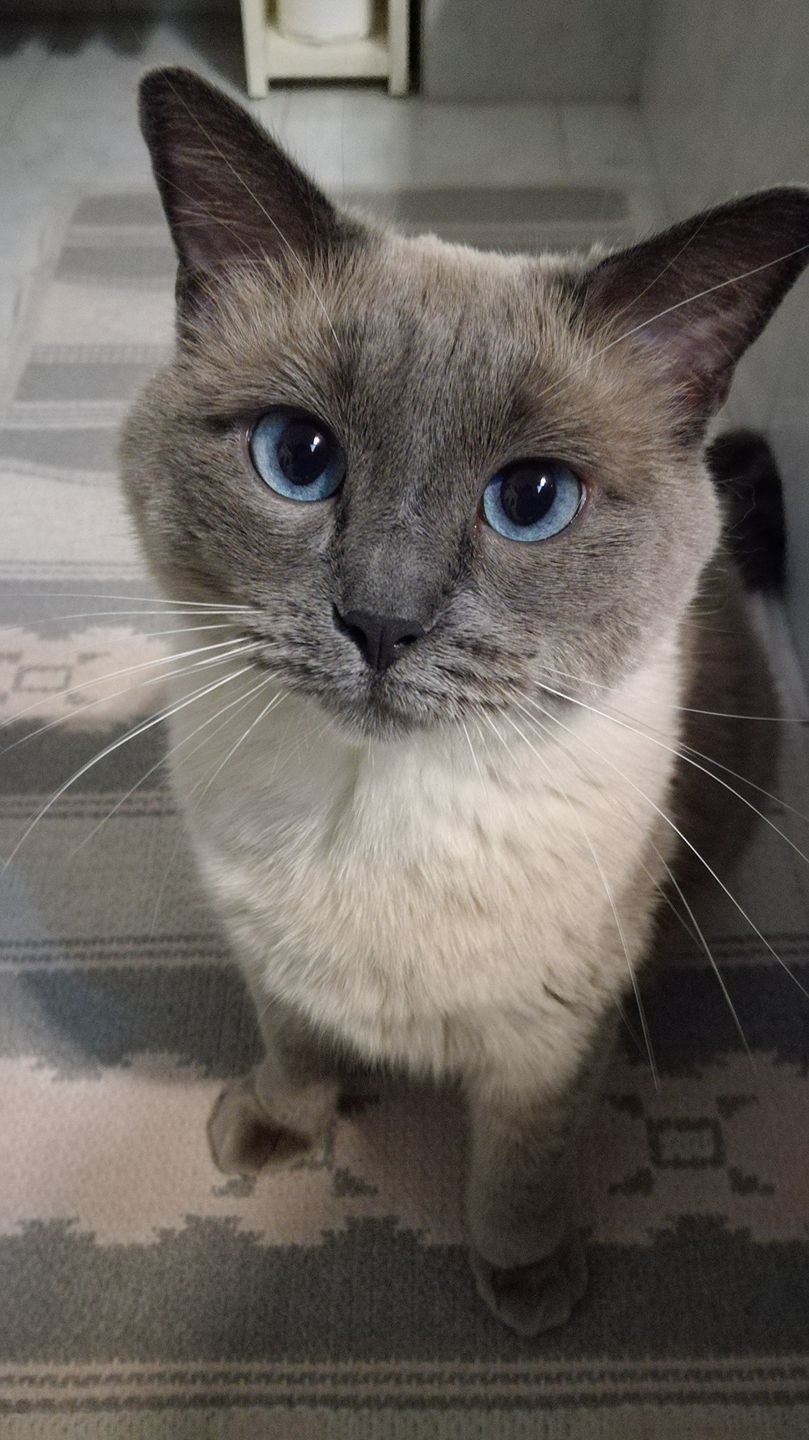 Серая сиамская кошка. Сиамский кот серый. Сиамская кошка серая. Сиамская голубая кошка. Сиамские коты серые.