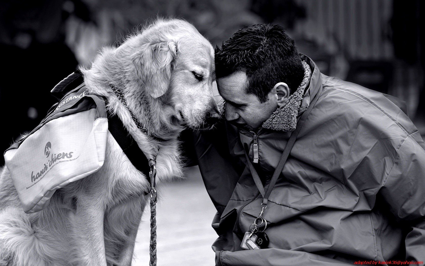 Любовь к животным. Собака друг человека. Собачья преданность. Собаки любовь.