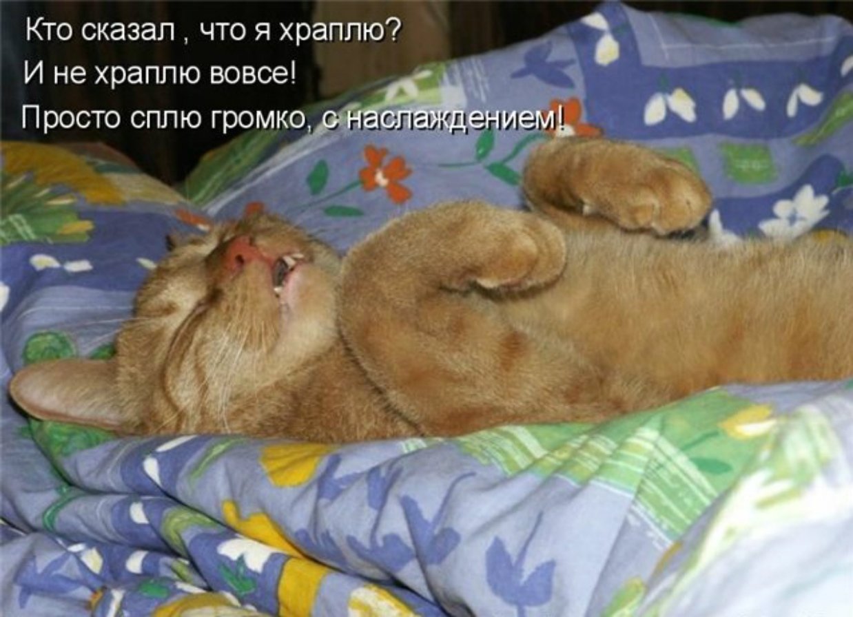 Поспи сегодня. Спящие коты смешные. Спящие кошки картинки. Кот дрыхнет.