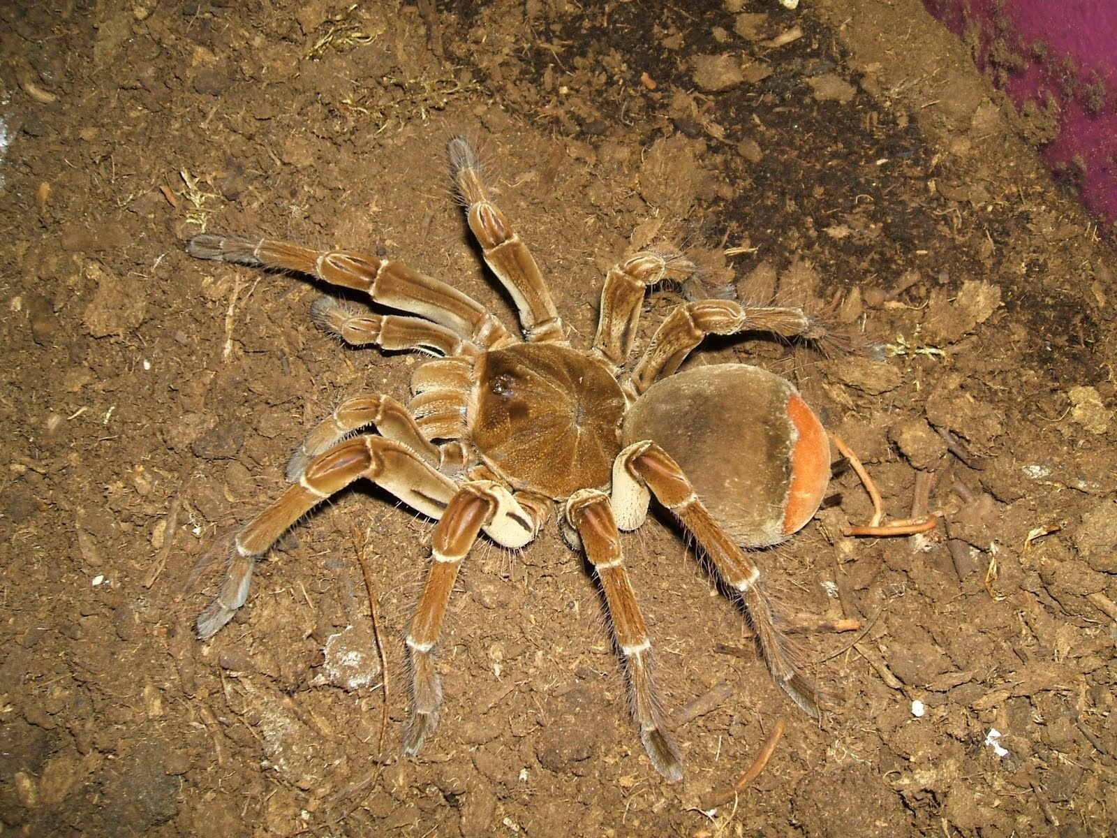 Theraphosa blondi паук