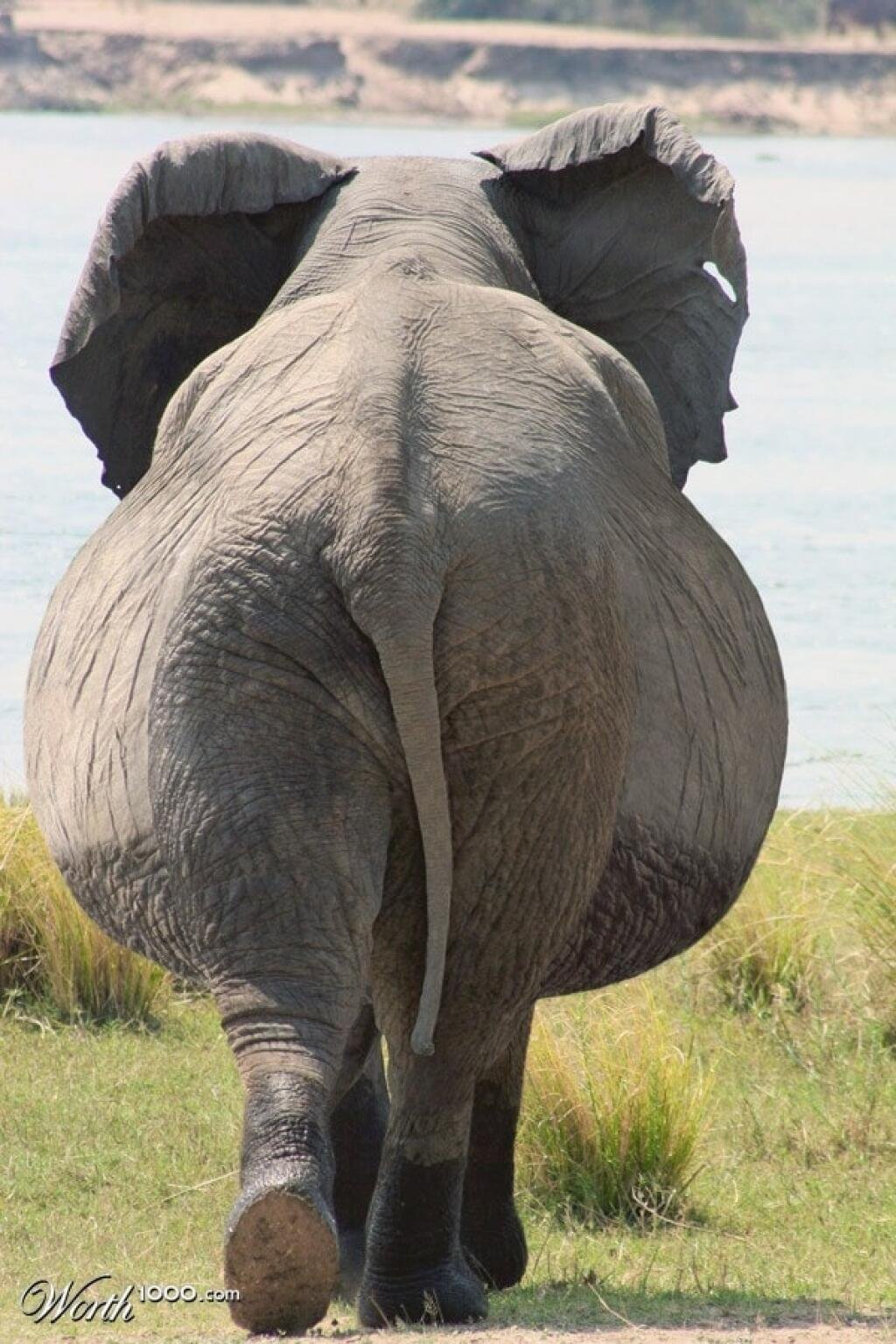 Какое животное самое толстое. Толстый слон. Самые жирные животные.