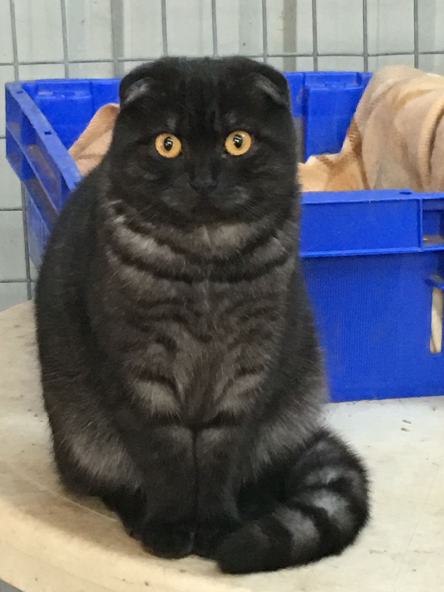 Шотландский кот черный дым - 62 фото