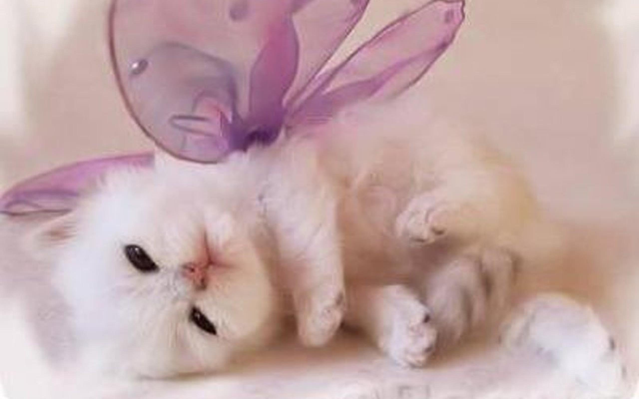 Милый кот с розовыми ушками